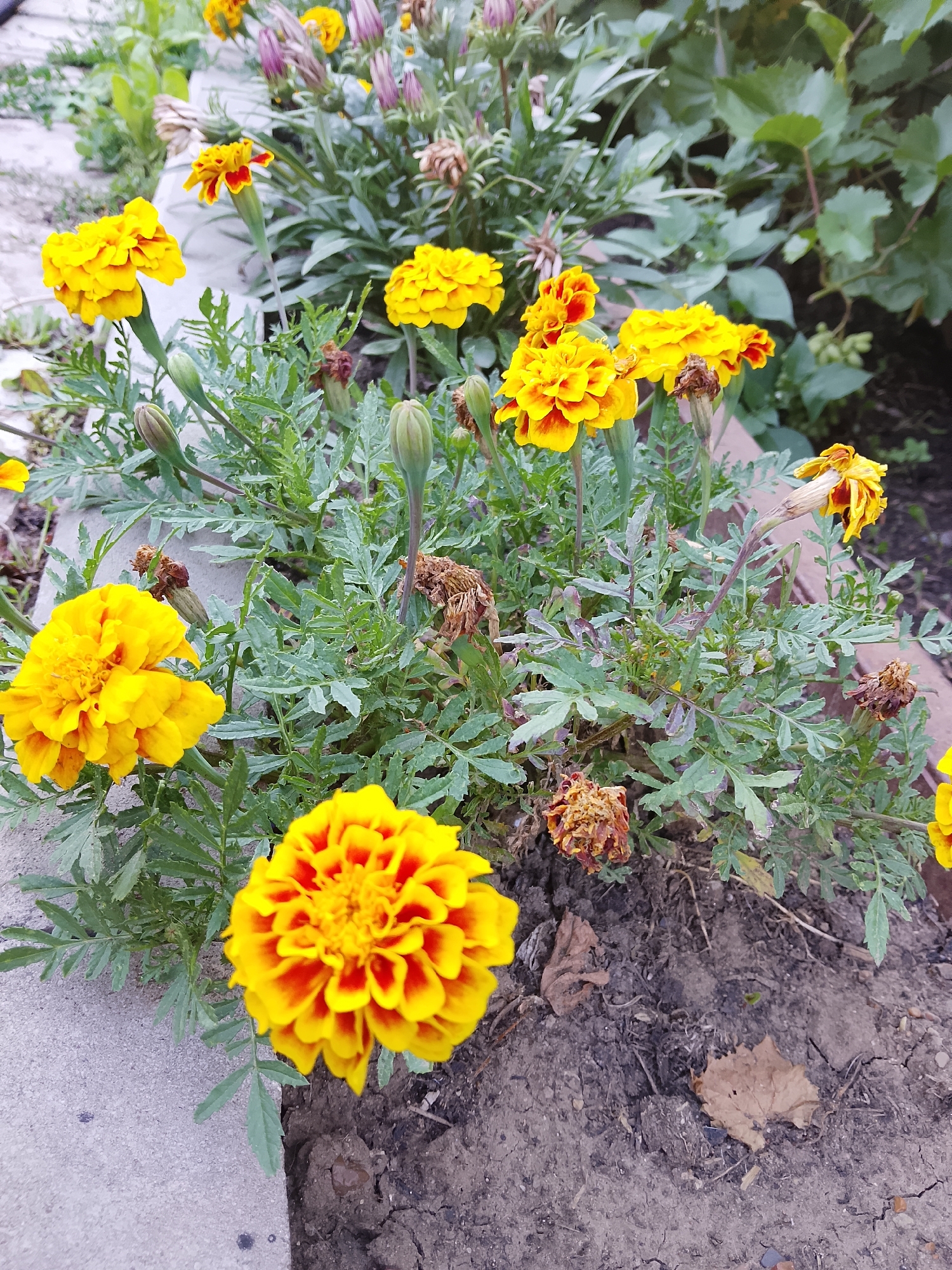 This is a close-up, eye-level, outdoor shot of several bright yellow and orange marigolds in bloom, with some withered flowers and buds also visible. The flowers are in a garden bed, with dark soil and green foliage surrounding them. A concrete border is visible to the left of the frame, and a brick border is partially visible on the right. The lighting suggests it is daytime, likely overcast or in the shade, as there are no harsh shadows.