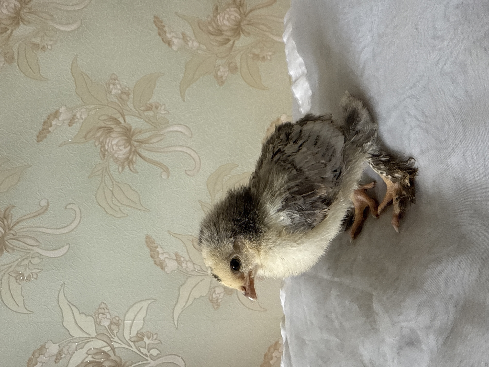 A close-up, rotated image captures a small, young chick resting peacefully on a soft white surface, positioned against a wall adorned with patterned wallpaper. The chick, the primary subject, exhibits fluffy down in shades of mottled grey, white, and pale yellow, with dark, beady eyes and a small beak. It appears to be settled down, perhaps sleepy or calm. Its light reddish-brown legs and feet are visible beneath its body, splayed slightly on the white material.
The background consists of wallpaper with a light, muted greenish-beige or pale green base and a subtle textured finish. Over this, a repeating floral pattern in a complementary light beige or cream hue is visible. The pattern features intricate designs of flowers, leaves, and decorative swirls, some elements appearing to have a slight shimmering detail, possibly glitter. The white surface the chick is on, which occupies the right and bottom portions of the frame, is soft and appears to be a blanket, towel, or similar fabric. The lighting is soft and ambient, suggesting an indoor setting. There is no visible text. The location context provided is Noviy, Russia.