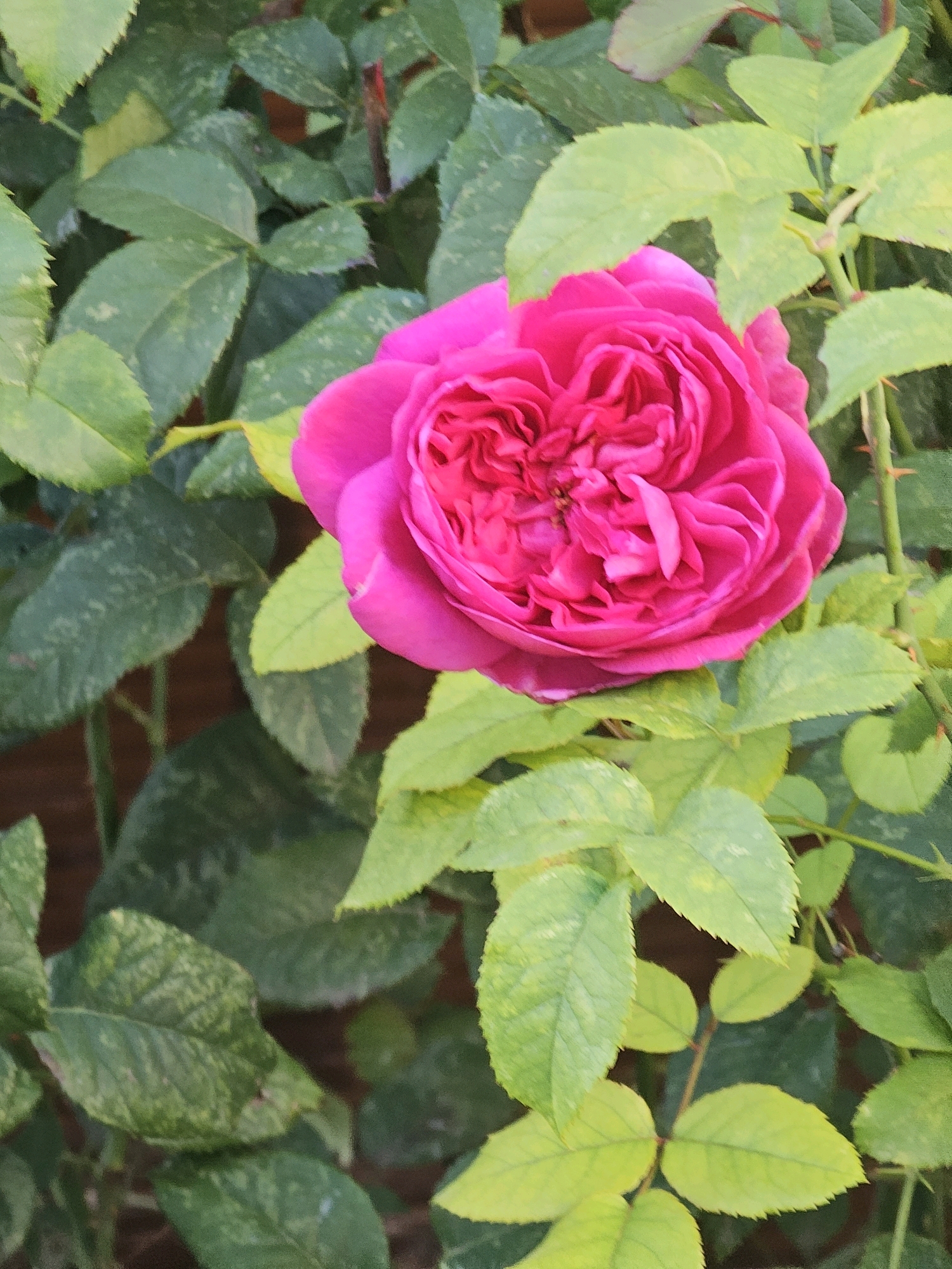 A close-up, vertical shot focuses on a vibrant fuchsia rose bloom nestled among lush green foliage. The rose, with its tightly packed, ruffled petals, is the dominant subject. Its color is a rich, saturated pink, with subtle variations in shade across the complex surface of the petals. The surrounding leaves are varied in color, ranging from deep green to lighter, almost yellow-green hues, some showing a slight dappling. The lighting suggests an outdoor setting, possibly in natural daylight, casting soft shadows and highlighting the texture of the petals and leaves. The background is softly blurred, hinting at a garden or natural environment, with darker brown tones suggesting soil or a wooden structure. There are no people or animals visible in the image, and no specific Moscow landmarks or elements are identifiable.