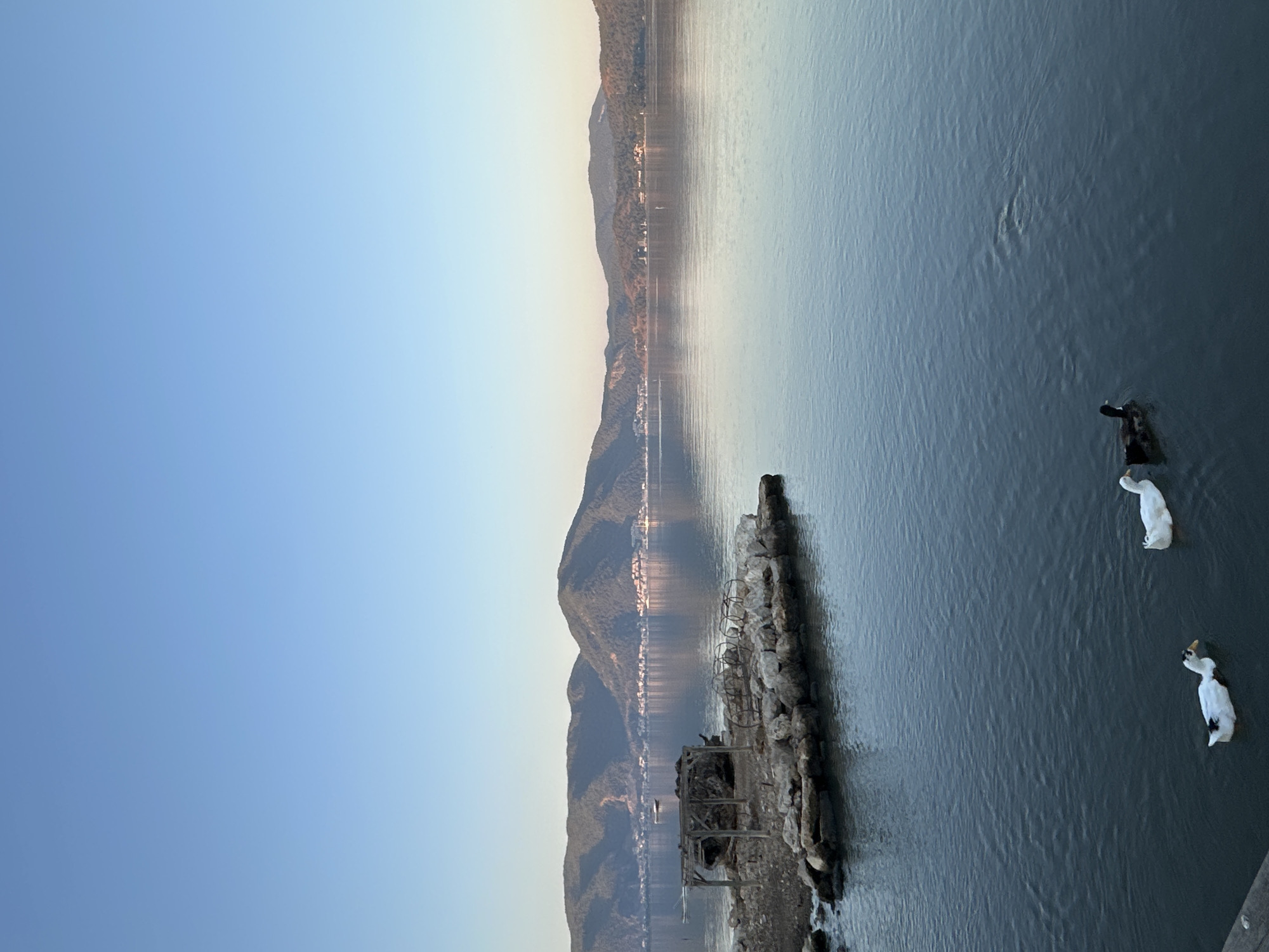 The image depicts a tranquil scene on the water near Fethiye, Turkey, likely the Fethiye Koy. The sky is a clear, pale blue, transitioning to a lighter hue near the horizon. A body of water, reflecting the sky and distant hills, dominates the lower portion of the frame. In the foreground, three ducks are swimming: two are white, and one is black and white. To the left, a small, rocky island features a dilapidated wooden structure, possibly a shelter, with a large rock and some metal debris. Behind the island and across the water, a range of green, tree-covered hills forms the backdrop, with scattered buildings visible along the shoreline and on the slopes. The overall atmosphere is calm and serene, suggesting an early morning or late afternoon setting.