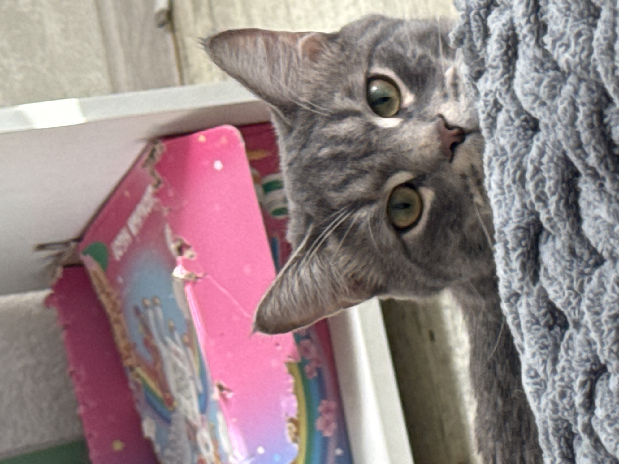 A close-up shot captures a gray tabby cat peeking out from behind a textured gray blanket. The cat's head is mostly visible, with its large green eyes and pink nose clearly defined. Behind the cat, a partially visible pink box with colorful designs of unicorns and rainbows adds a touch of whimsy to the scene. The background is blurred, suggesting an indoor setting. The image is focused on the cat's face and the immediate surroundings, creating an intimate and endearing portrait.