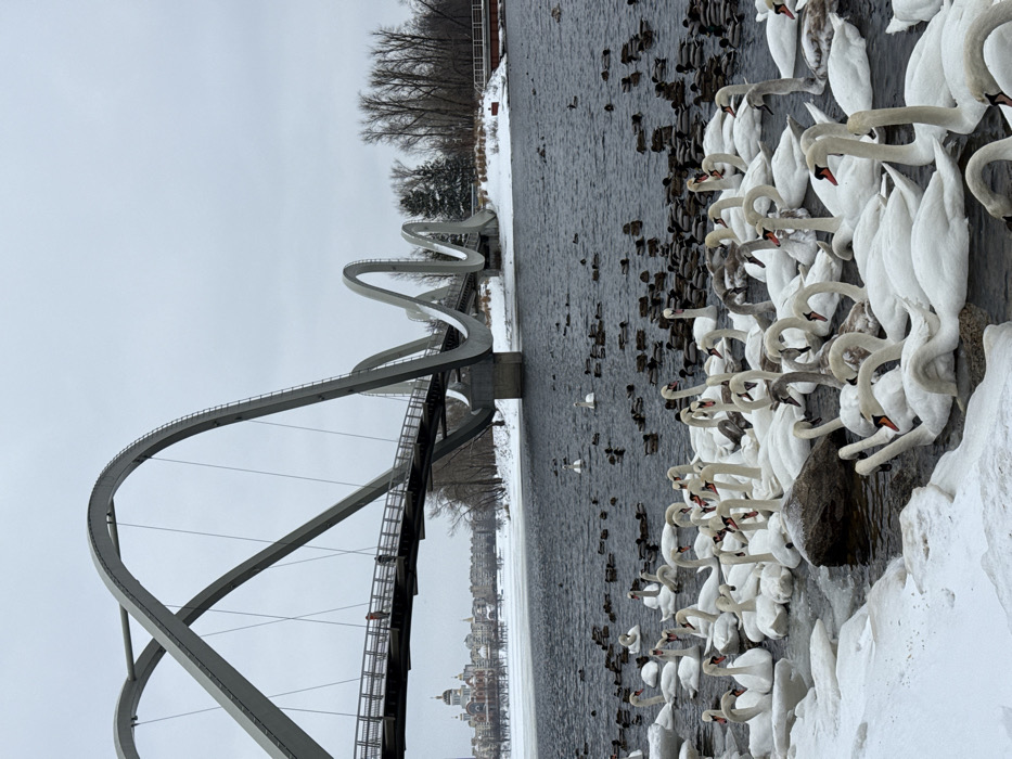 An overhead-level shot depicts a winter scene at the Pedestrian-Bicycle Bridge, also known as the "Wave Bridge," over the Dnipro River in Kyiv, Ukraine. The river occupies the middle ground and foreground, with its dark, open water contrasted by snow and ice covering the immediate bank in the foreground and the far bank.
In the foreground, a large flock of swans, primarily white Mute Swans, congregate densely at the icy edge of the river, some partially submerged in the water. Several juvenile swans with grayish plumage are also present. Further out in the dark water, numerous dark-feathered ducks, likely Mallards, are scattered.
The Pedestrian-Bicycle Bridge dominates the mid-ground and extends across the river. It features a distinctive design with multiple undulating, light grey, metallic arch-like structures supporting a pedestrian deck. Two individuals are visible walking on the bridge deck. Snow is visible on parts of the bridge structure.
In the background, on the left, the Epiphany Cathedral of the Ukrainian Orthodox Church is visible on the far bank, identifiable by its red-orange walls and golden domes. Adjacent to the cathedral and further along the far bank, urban buildings are present. The riverbanks are largely covered in snow, with bare deciduous trees and some coniferous trees visible, particularly on the right bank. The sky is overcast and uniformly light grey.