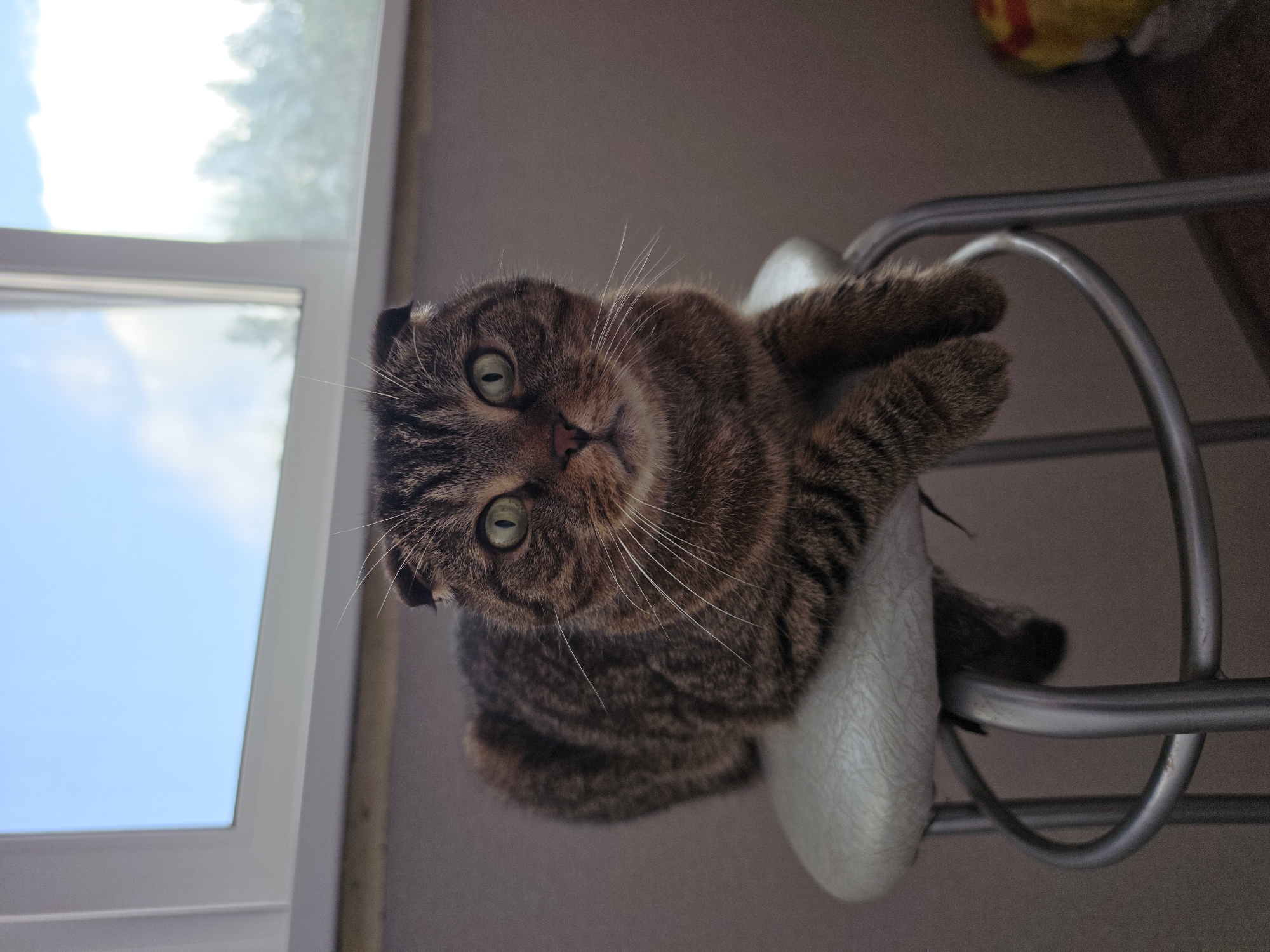 A tabby Scottish Fold cat with green eyes is sitting on a silver stool. The cat is facing the camera, with its paws resting on the edge of the stool. The background is a window with a view of the sky and trees. The image is taken indoors. There are no people in the image. There is no information about the location of the city of Chaikovsky, Russia in the image.
