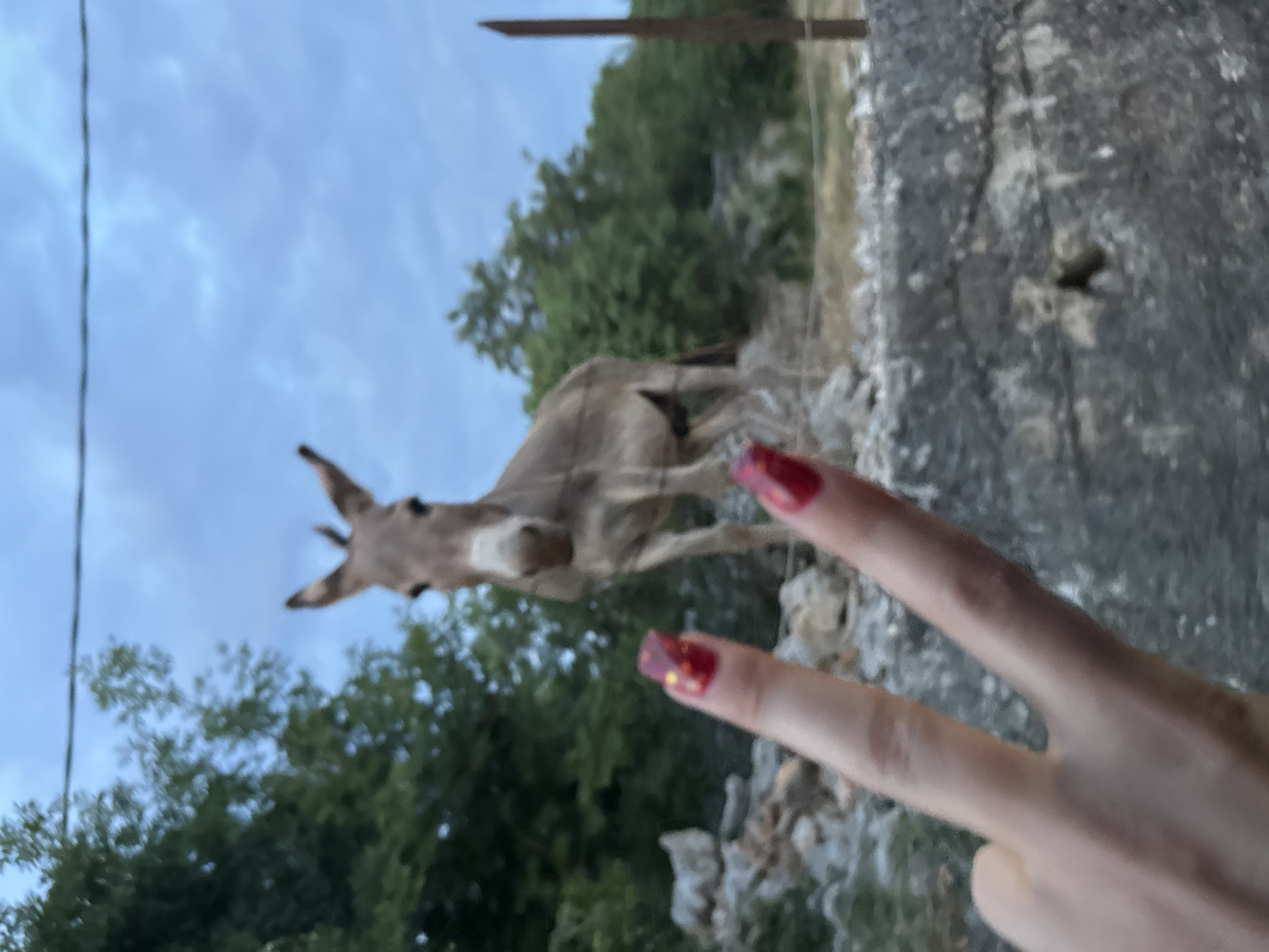 In an outdoor scene with a cloudy sky, a donkey stands in the background behind a fence. In the foreground, a person's hand is visible, making a peace sign with red, glittery nails. The environment appears to be rocky and overgrown with trees. The location is Unknown, Unknown.