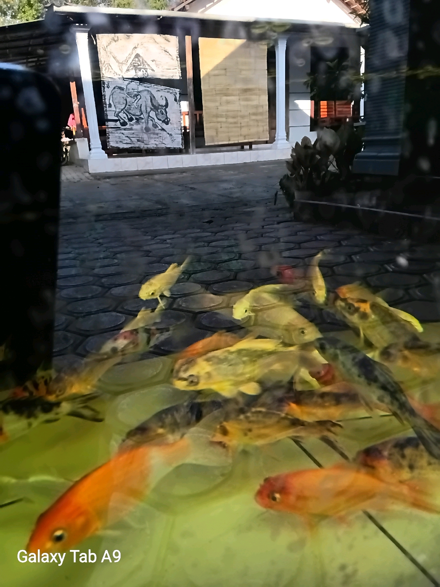 The image shows a school of koi fish swimming in a pond, with a paved walkway in the background. The pond appears to be located outdoors, possibly in a garden or courtyard. There are several koi fish visible, with colors ranging from orange and white to black and gold. The fish are swimming in clear water, and the pond floor is covered in hexagonal paving stones. In the background, there is a building with a tiled roof and white columns. There are also several pieces of art hanging on the wall of the building, one of which appears to be a painting of a bull. The overall impression is one of a serene and tranquil setting. The text "Galaxy Tab A9" is visible in the bottom left corner of the image, indicating it was taken with a Samsung Galaxy Tab A9 device.