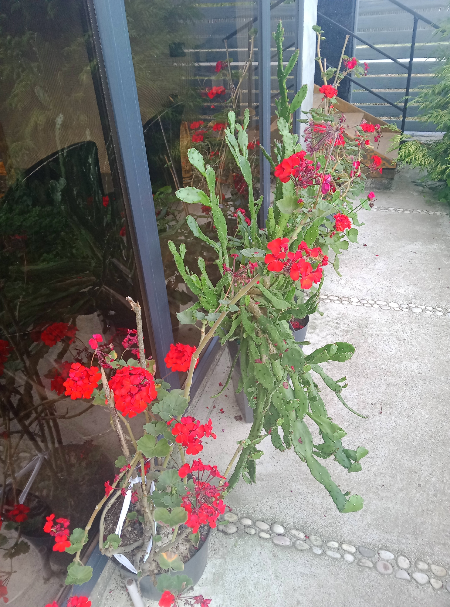A close-up, slightly overhead view captures an outdoor scene featuring a combination of plants against a backdrop of urban elements, possibly located in Pshap, Abkhazia. In the foreground, a potted geranium with vibrant red flowers is situated to the left, its blooms a stark contrast to the muted tones of its surroundings. Behind and to the right of the geranium, a tall, sprawling cactus with segmented, paddle-like green pads grows alongside it. This cactus also displays small red flowers, interspersed with its succulent foliage.
A dark-framed glass door or window occupies the left side of the frame, reflecting the surrounding greenery and sky. Beyond the plants, a concrete patio area is visible, marked by a decorative border of smooth, light-colored pebbles. In the background, a grey metal railing and stairs suggest a walkway or elevated area. The overall environment appears to be a garden or patio space, possibly attached to a building, with the reflective glass and concrete suggesting an urban or semi-urban setting. There are no people or animals visible in the image.