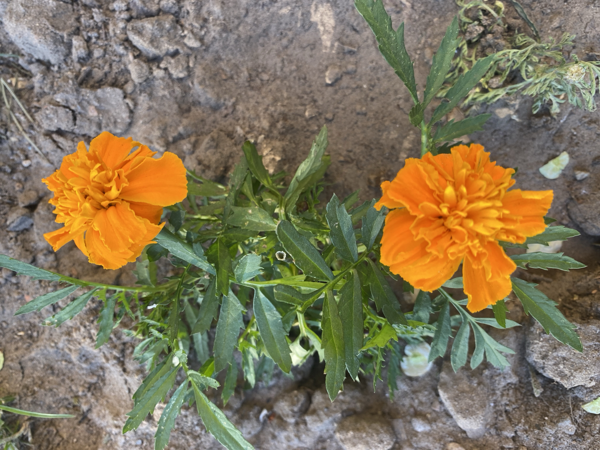 Two orange marigolds are growing in soil. The soil appears dry and cracked. The leaves of the marigolds are green and slightly serrated. The flowers are fully open and vibrant. There are no people visible in the image. The exact location within Dnipro, Ukraine, is not discernable from the image.