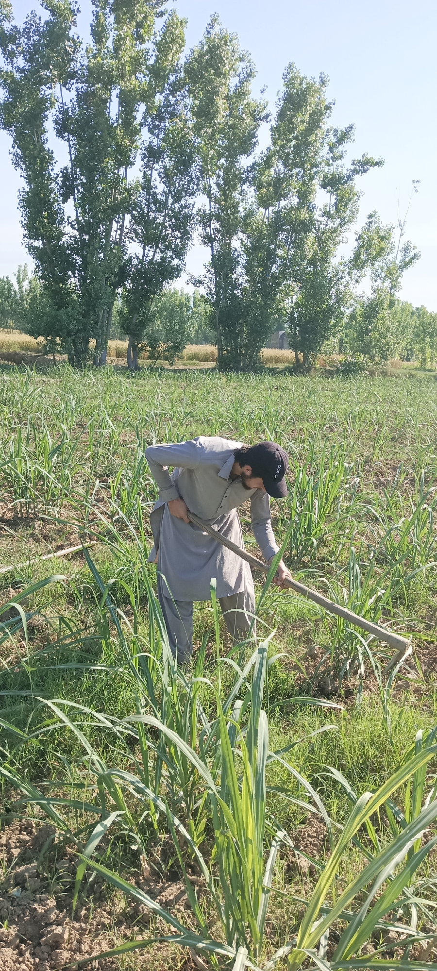 A man in traditional Pakistani clothing and a baseball cap is working in a field in Alam Khan Kalay, Pakistan. The field contains rows of young plants. The man is using a handheld hoe to cultivate the soil. Behind the field, several tall trees and some distant fields are visible under a clear sky.