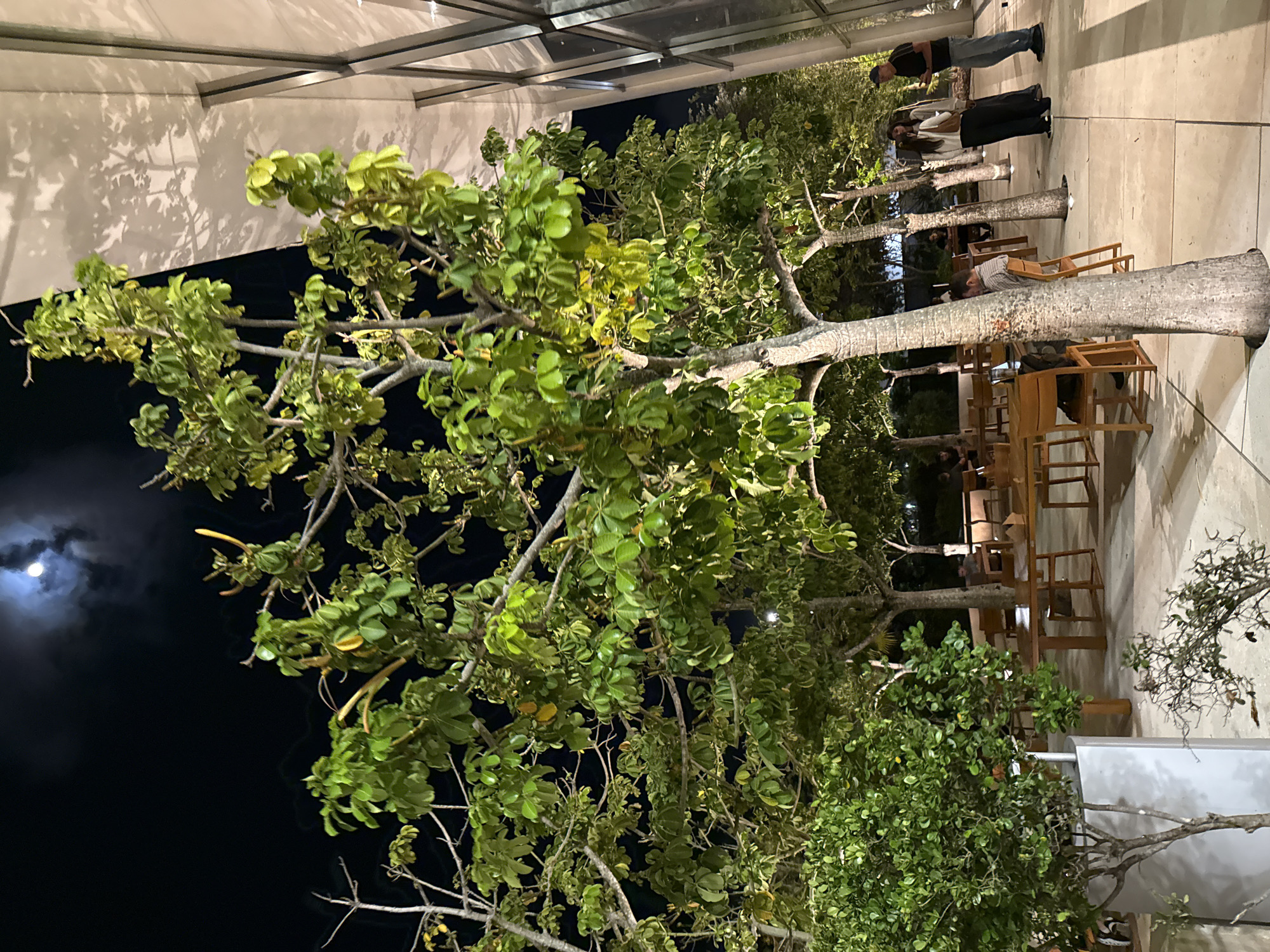 The image displays an outdoor nighttime scene, showcasing a social gathering area under a dark sky with a prominent moon. Several large trees with substantial, light-colored trunks and dense green foliage dominate the foreground and middle ground, with their branches extending across the frame. The leaves appear vividly green, with some exhibiting a brighter, almost yellowish tint, likely due to artificial illumination.
A paved ground surface, resembling a patio or walkway, stretches across the right side of the image. This area is furnished with multiple wooden tables and chairs, arranged for seating. Several people are present; two individuals stand near the top right—one wearing a dark t-shirt and jeans, and another in a white top and dark pants. Further down, partially obscured by a tree trunk, a person is seated at a table, looking downwards. Additional, less distinct figures are visible in the background, also seated at tables.
In the upper part of the image, a large, light-colored overhead structure or wall with visible metallic support beams reflects distinct, intricate shadows of the tree branches and leaves. This indicates strong artificial lighting illuminating the scene from below or the side. The sky is dark, but a bright, full or nearly full moon is visible through light clouds on the left side, adding to the nighttime ambiance. No visible text is present in the image.