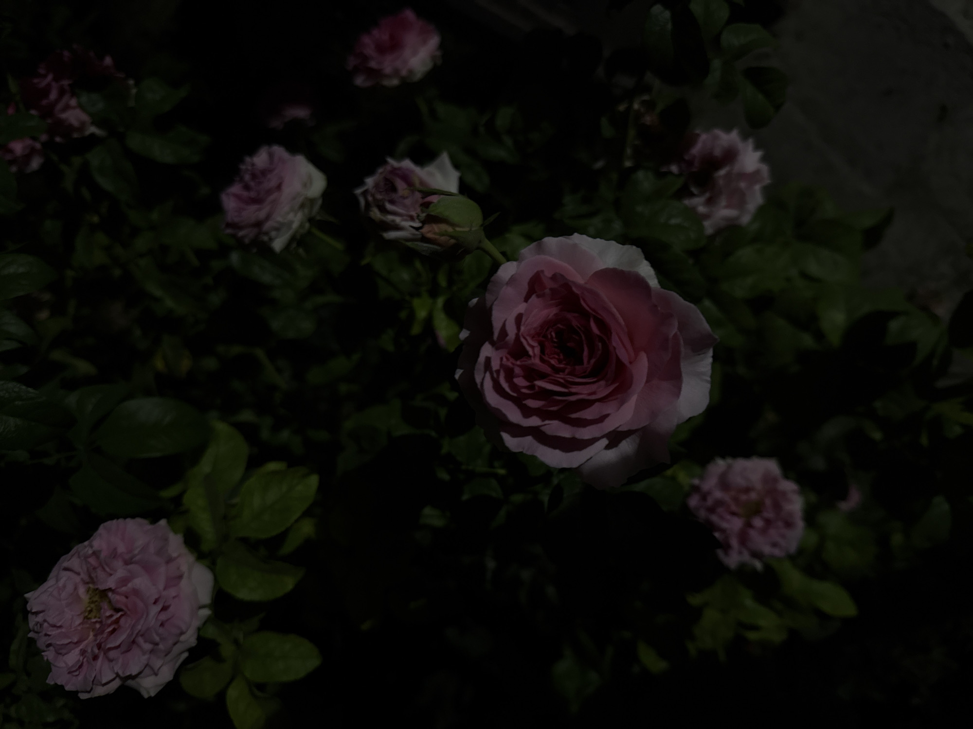 A close-up, dimly lit photograph captures several pink roses blooming amidst dark green foliage. The central rose, larger and more in focus than the others, displays a rich pink hue with lighter, almost white edges on its petals. Its tightly wound center is a deeper shade of pink. Other roses, some fully bloomed and others partially open or in bud, are scattered throughout the frame, their colors muted by the low light conditions. The background is a deep, dark shadow, highlighting the roses as the primary subjects. The image appears to be taken outdoors at night or in very low light, possibly in a garden or park setting. The location is Vostok, Kyrgyzstan.