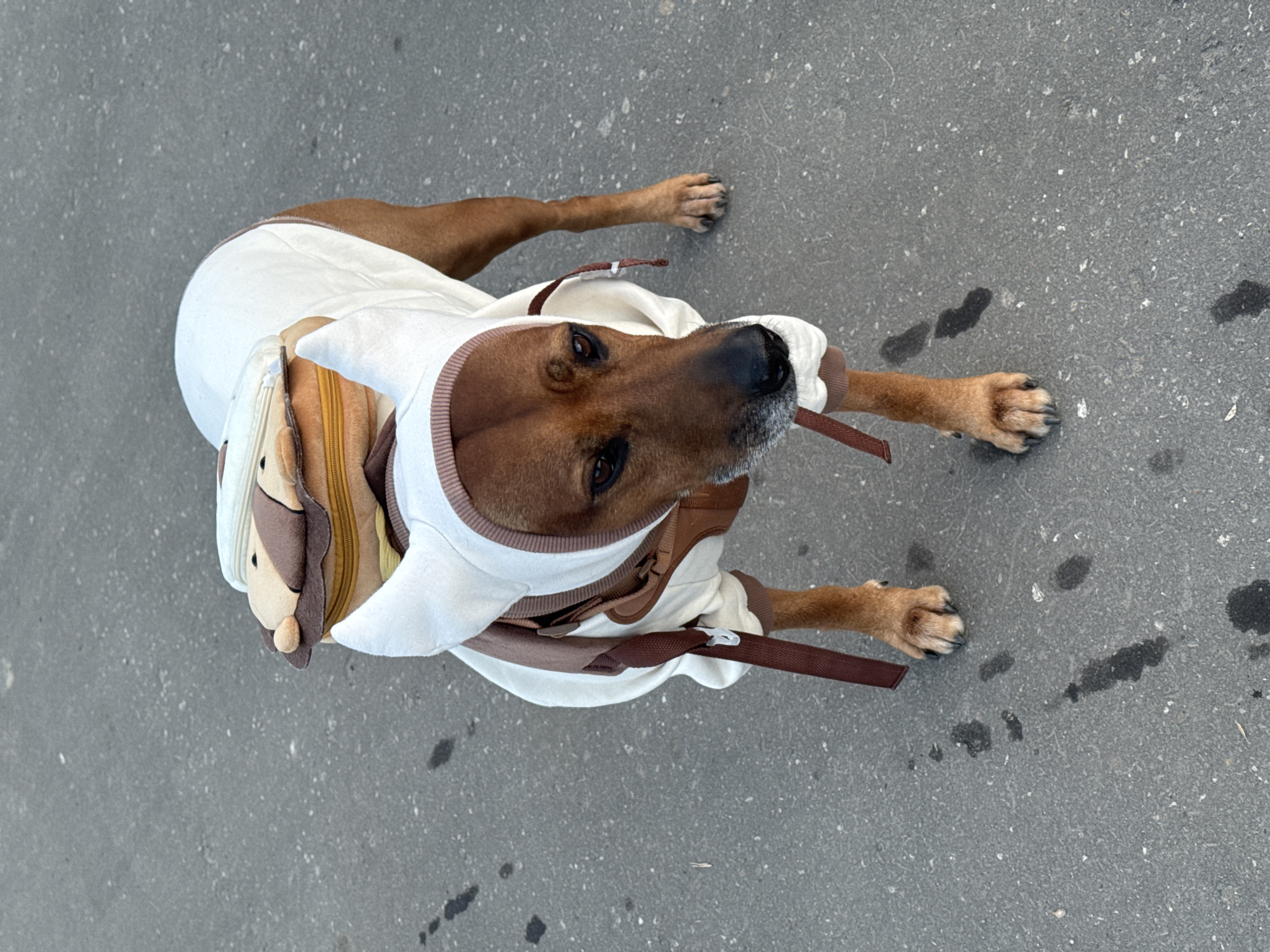 A brown dog wearing a white and brown hooded sweatshirt lies on a gray asphalt surface. The dog is viewed from above. The sweatshirt appears to have a plush lion attached to the side. A brown leash is attached to the sweatshirt. The asphalt surface has some scattered dark spots. There is no evidence of this scene being in Nizhny Novgorod, Russia.