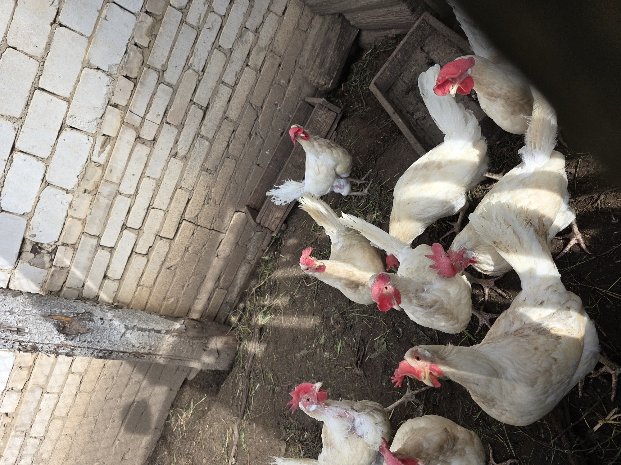 An overhead, slightly angled shot captures a flock of approximately ten white chickens in a rustic enclosure. The chickens, predominantly white-feathered with bright red combs and wattles, are gathered on a dirt ground, looking upwards towards the camera. Their feathers appear somewhat ruffled and some have patches of dirt or discolored feathers, suggesting an active environment. One chicken, visible towards the top-left, is somewhat isolated from the main group.
The setting appears to be a chicken coop or an outdoor pen. To the left, a light-colored brick wall with visible mortar lines forms a backdrop, suggesting part of a building structure. Along the bottom and extending into the middle, a rough wooden beam or log lies horizontally, partially separating the brick wall area from the main dirt ground where the chickens are. Further into the background, other rough wooden planks and structures are visible, possibly part of the coop's interior or fencing. Patches of dry grass and scattered straw can be seen on the dirt ground.
The lighting indicates daytime, likely sunny, casting subtle shadows and highlighting the textures of the brick and the chickens' feathers. There is no visible text in the image. The scene depicts a common sight in a farming or rural environment, consistent with a location like Chaikovsky, Russia.
