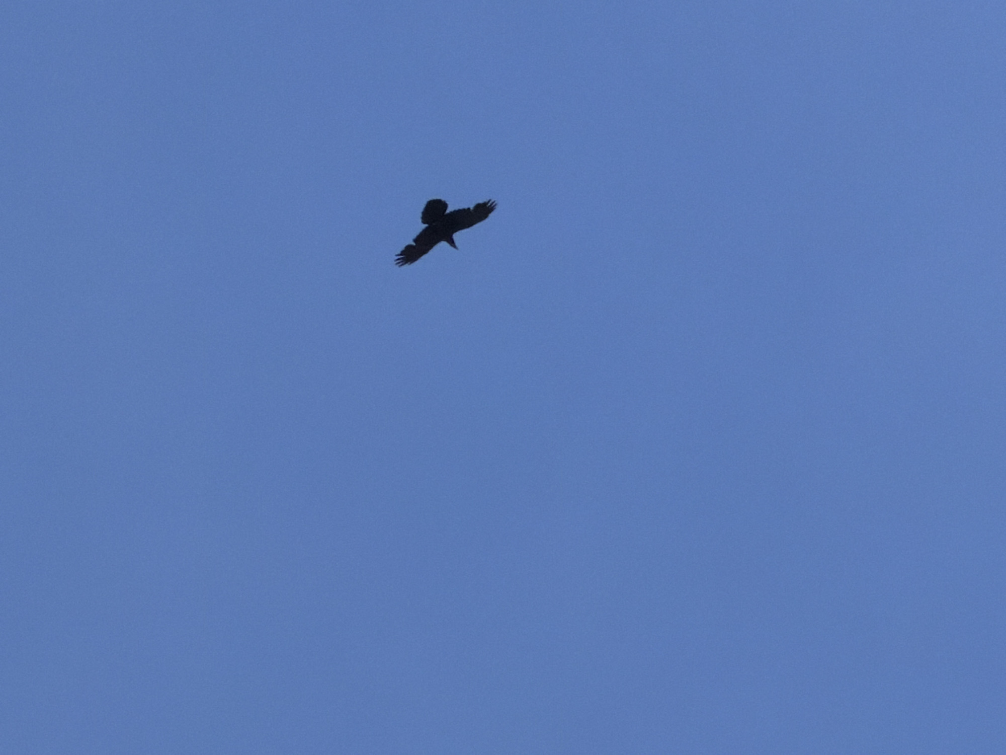 A black bird is flying in the sky. The sky is a solid blue color. The location is unknown.