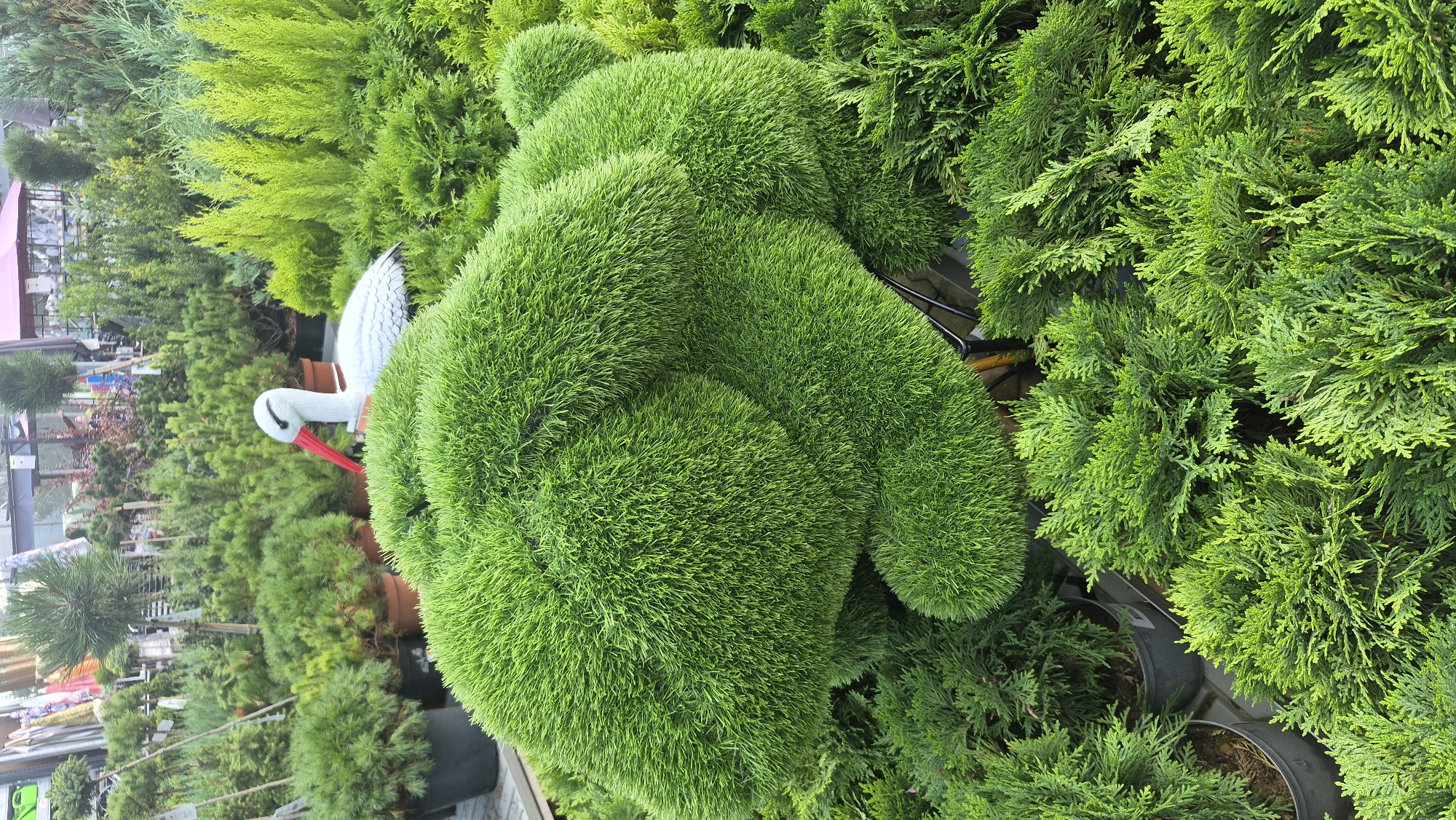 The image depicts a garden center in Jēkabpils, Latvia. In the foreground, a large, round, bright green topiary shaped like a teddy bear or a large ball is prominently displayed. This topiary is made of finely textured green foliage. Behind it, a white stork statue with a red beak is partially visible, nestled among various potted evergreen plants. The background reveals rows of more potted evergreen shrubs and trees, with some in black pots and others in terracotta-colored pots. The overall setting is an outdoor nursery or garden store, characterized by an abundance of lush greenery and ornamental plants.