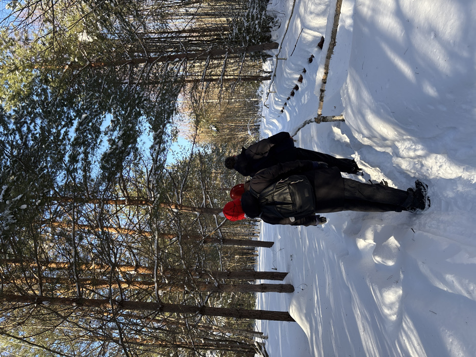 Three individuals are observed from behind, walking single file along a snow-covered path through a dense coniferous forest in Kol'tsovo, Russia. The path is a cleared track, deeply trenched into fresh snow, with high snowbanks on either side. The leading individual wears a red knit hat, a dark jacket, dark pants, and a black backpack. The second person, partially obscured by the first, also wears a red knit hat and dark attire. The third person, largely obscured, wears dark outerwear. To the right of the path, a low, rustic barrier constructed from light-colored wooden branches is visible, partially embedded in the snow. The forest consists primarily of tall pine trees with snow dusting their branches. The ground is uniformly covered in thick snow. Bright sunlight filters through the trees, casting distinct shadows on the snow-covered terrain under a clear blue sky, indicating a cold, clear winter day.