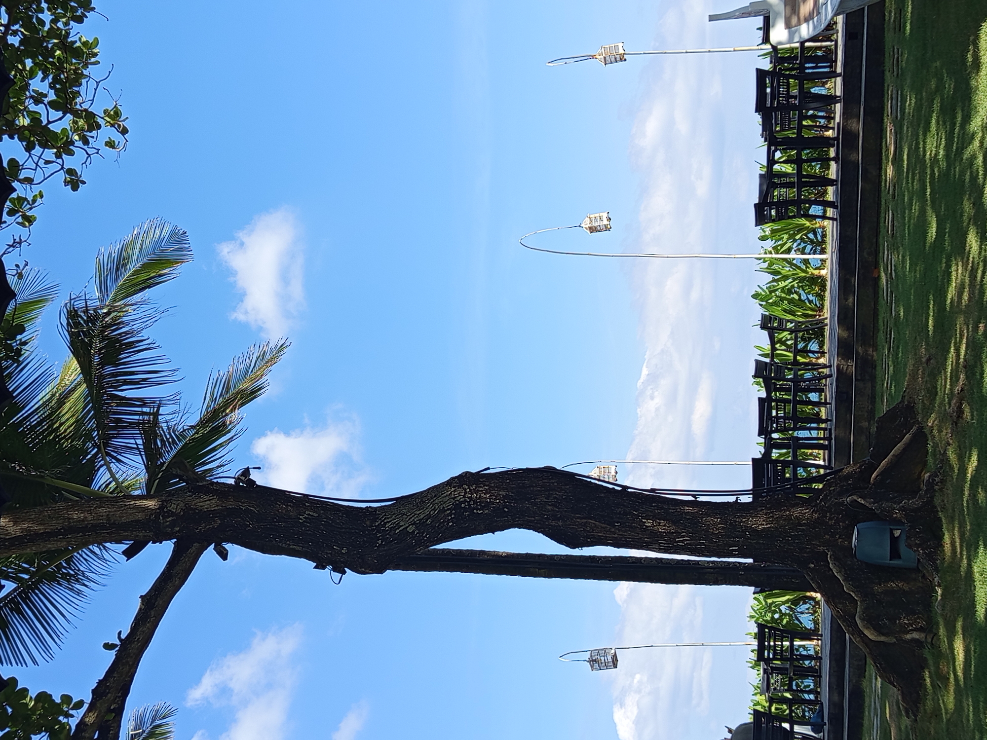 This image depicts an inviting outdoor scene in what appears to be a tropical or subtropical location, likely North Kuta, Indonesia. The perspective is slightly upward, focusing on the interplay between natural elements and human-made structures under a bright sky.
A large, robust tree with a thick, gnarled trunk dominates the left side of the frame. Its dark, textured bark stands out against the vivid blue sky, which features several scattered white, fluffy clouds. The tree's lush green fronds and other leafy branches extend into the upper left, providing shade and adding to the tropical ambiance.
To the right of the tree, a well-maintained green lawn stretches across the midground. Along the edge of this grassy area, possibly on a patio or paved walkway, are several black outdoor chairs, arranged in rows that suggest a dining or relaxation area. Behind these chairs, a line of vibrant green bushes forms a natural barrier. In the background, hints of a light-colored building or structure are visible.
Several decorative or street lights are dispersed throughout the scene. These lights are mounted on tall, slender, curving poles and feature small, ornate, cage-like lamp fixtures. One is visible in the upper right, and another near the center-right, adding a touch of design to the landscape. A small, light blue or green trash receptacle is partially visible near the base of the large tree trunk.
The bright sunlight and clear sky indicate it is daytime, likely late morning or early afternoon, casting soft shadows on the grass and tree. The overall impression is one of a serene and well-kept outdoor space, possibly a resort garden, park, or restaurant patio. There are no people visible, nor any discernible text.