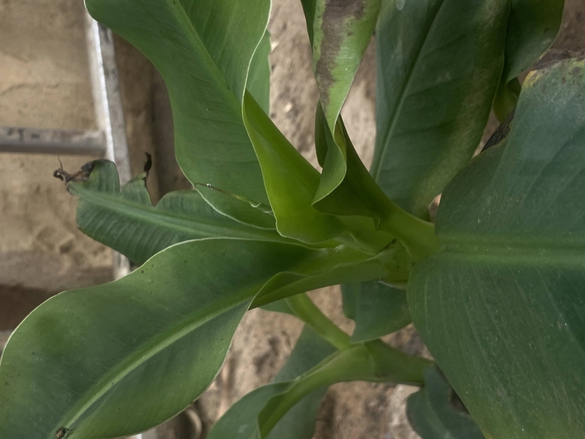 The image depicts a cluster of banana leaves. The leaves are predominantly green, with some showing signs of browning or damage. They are arranged in a spiral pattern around a central stalk. The background appears to be a sandy or earthen surface, partially obscured by the leaves. A piece of metal is visible in the background on the left side of the image. The scene appears to be outdoors. There is no information available in the image about the location in the city of Barden Yana, Nigeria. There are no people visible.