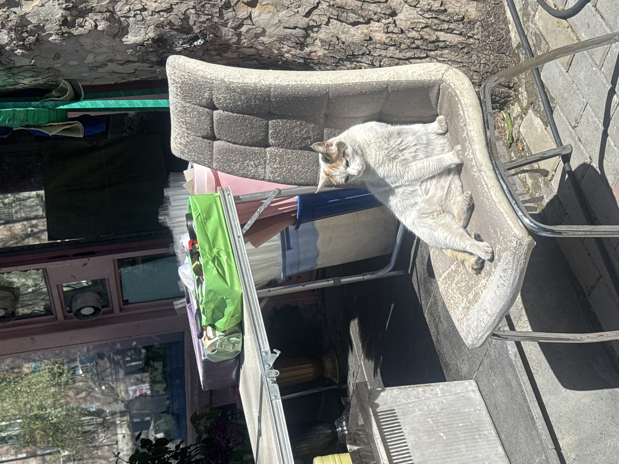 A cat is lounging on a gray chair that sits on a sidewalk. The background includes a building with windows and various objects, including what appears to be a clothing rack. The location is Yerevan, Armenia.