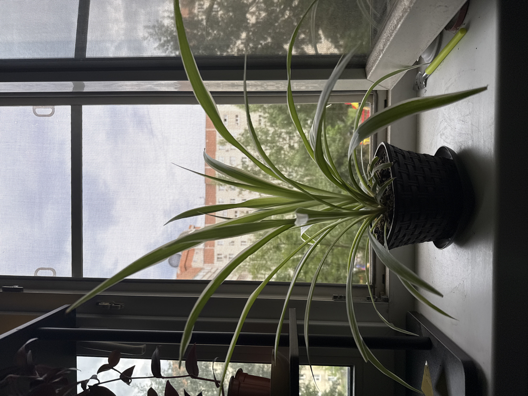 An indoor spider plant sits in a black woven pot on a white windowsill. The plant has long, slender green and white striped leaves that arch outwards. Behind the plant, a window with a screen reveals a cloudy sky and the facade of a building with orange accents, along with trees. A dark shelving unit is partially visible to the left of the plant, holding another plant in a brown pot. A small green gardening tool lies on the windowsill to the right of the spider plant.