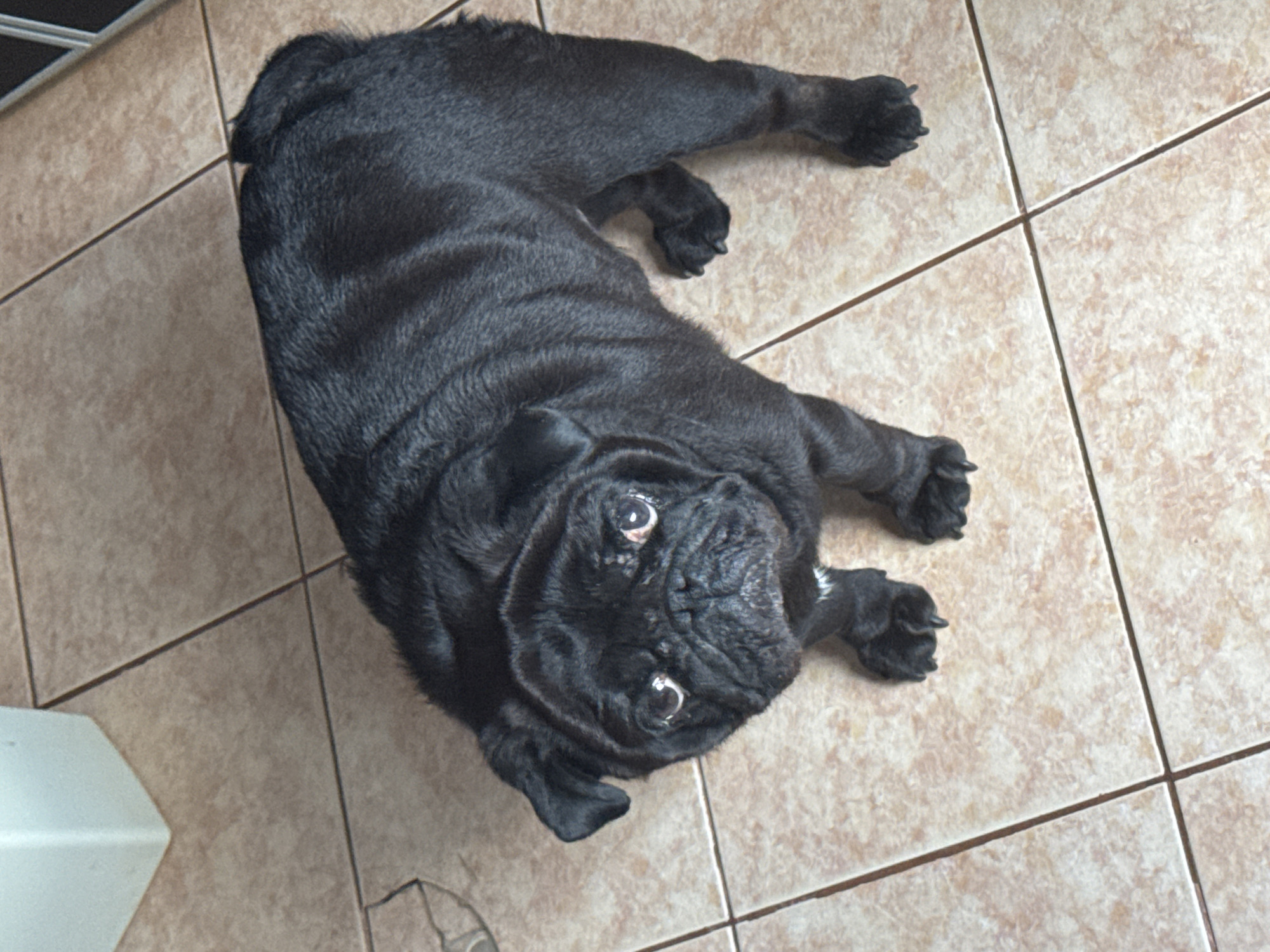 A black pug stands on a light brown tiled floor, looking directly upwards towards the viewer. The dog has a wrinkled face with prominent eyes reflecting light, and a small white patch of fur on its chest. Its short, dark fur shows subtle folds across its body. The floor consists of square or rectangular ceramic tiles with a mottled, stone-like pattern and dark grout lines. In the upper left corner, a partial light-colored, possibly white, rectangular object is visible, and a dark vertical edge is present on the upper right side of the frame.