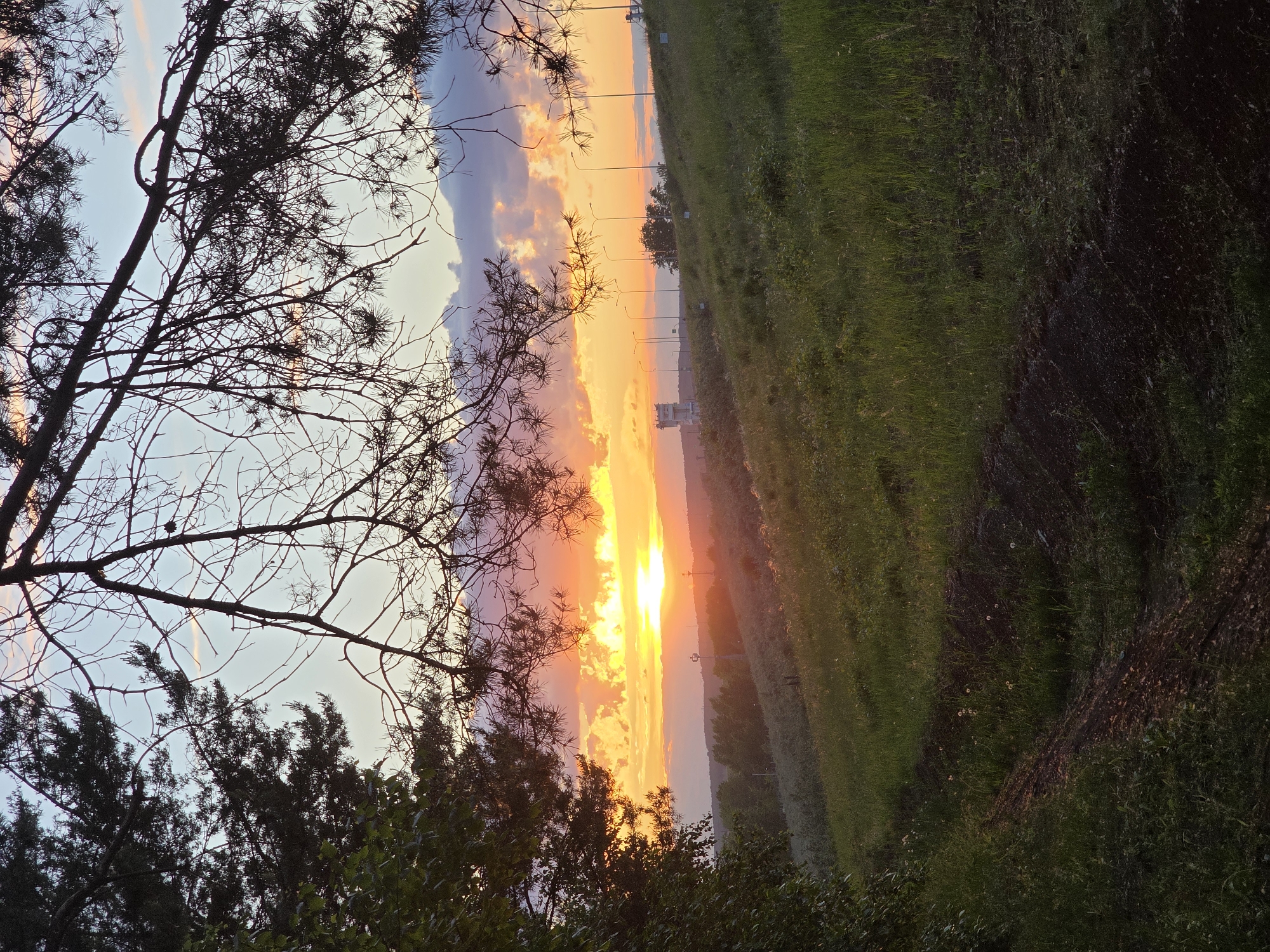 The image displays a vibrant sunset viewed from an elevated perspective, likely a hillside or overlook, with the scene appearing rotated 90 degrees clockwise. When viewed correctly in landscape orientation, the radiant sun is positioned towards the center-right, casting an intense orange and yellow glow across a cloudy sky. The upper sky transitions to lighter blues and purples, with some thin, streaky clouds.
In the immediate foreground, dark silhouettes of tree branches and foliage frame the left and bottom edges of the image. These include coniferous trees with visible needles and bare or sparsely leafed deciduous branches. A lush, green grassy slope descends from the right side of the frame into the midground, with hints of darker earth or shadows.
A row of streetlights or utility poles extends into the distance along what appears to be a road or path bordering the grassy area, disappearing into the haze created by the setting sun. In the far distance, beyond the poles and beneath the brilliant sunset, a faint outline of a body of water or a valley can be seen. A white building or structure is faintly visible in the distance on the right, illuminated by the last light.
The scene captures the tranquil beauty of late evening. The time of day is clearly sunset, marked by the sun's low position and the dramatic warm colors across the horizon. The weather appears fair, with scattered clouds that enhance the sunset's visual impact. There are no people or visible text in the image. The location context, Chaikovsky, Russia, suggests this could be a view over the Kama River or a similar landscape feature.