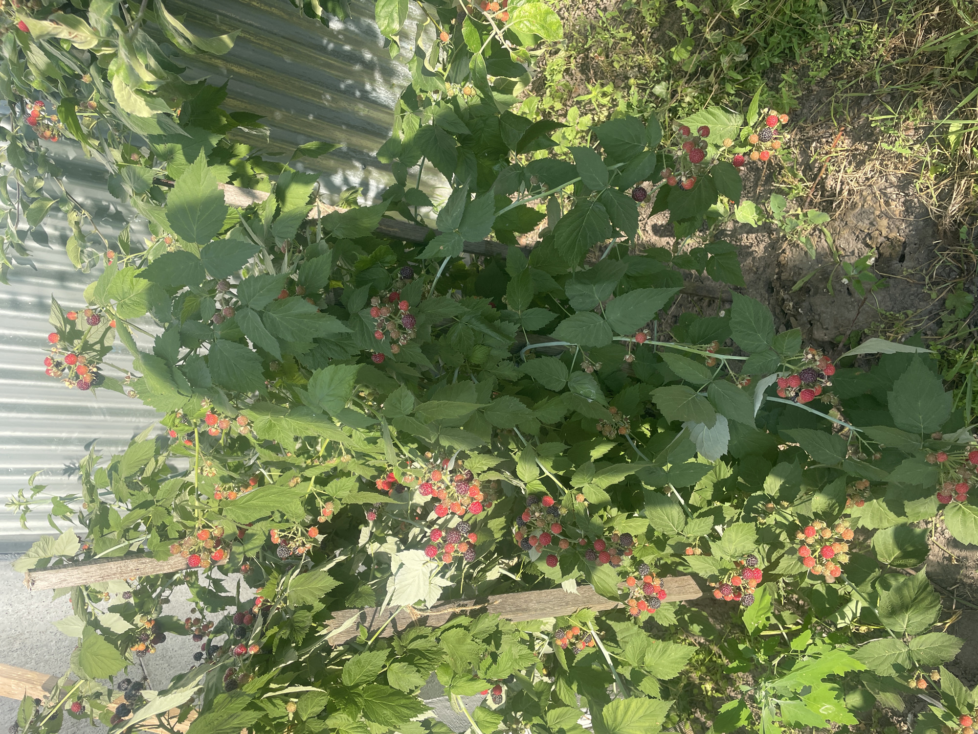 This is a close-up, eye-level, outdoor, vertical photograph of a raspberry bush laden with ripe and ripening berries. The bush is growing next to a corrugated metal fence and a grey textured wall. The foreground shows dry soil and green grass. The berries are a mix of red, pink, and black, with some still green. The leaves of the bush are lush and green. The image appears to be taken in a garden or backyard setting. The location is the city of Kobeliaky, Ukraine.