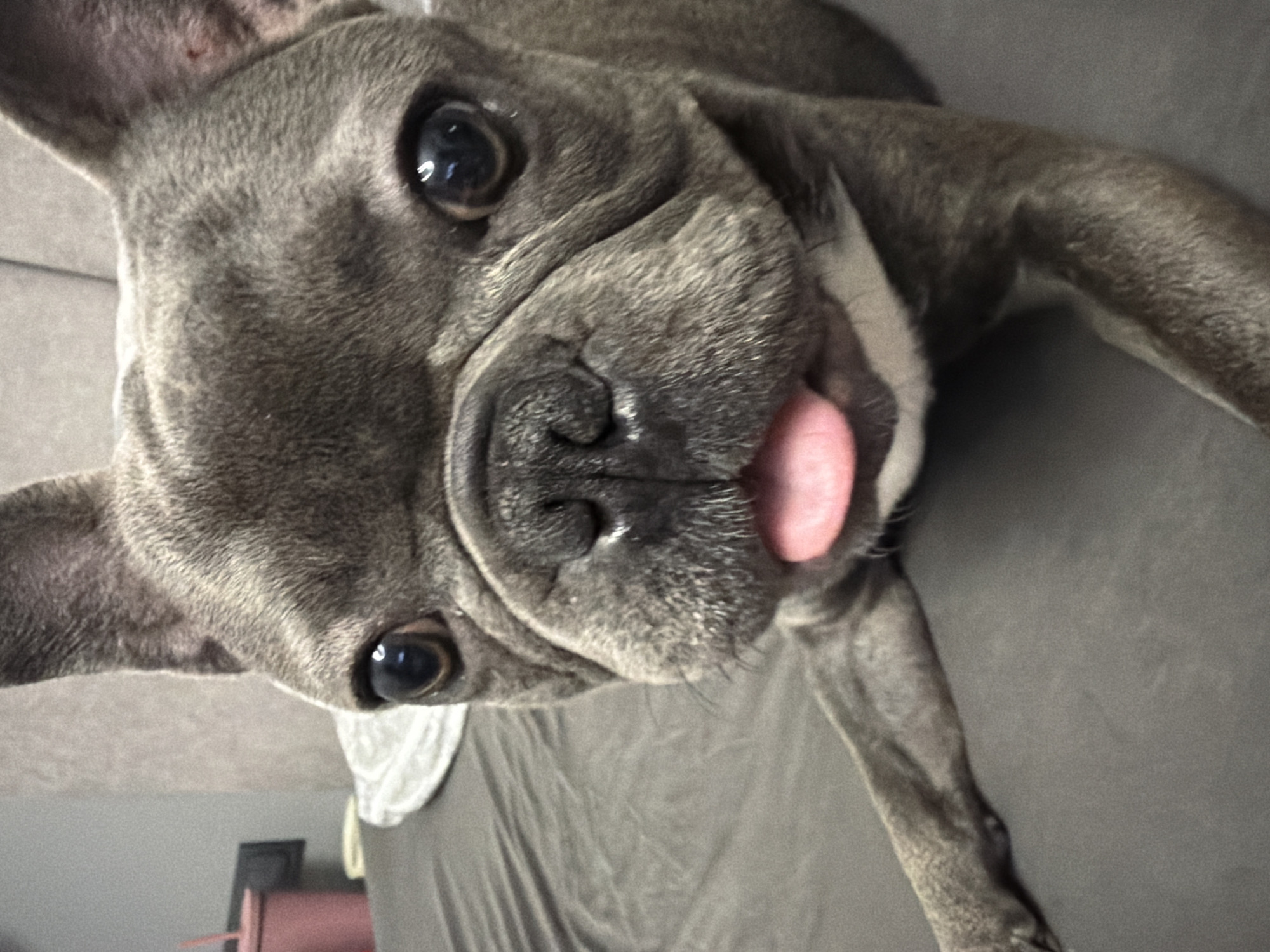 This is a close-up, eye-level, portrait photograph of a blue French Bulldog. The dog is lying on its side, facing the camera, with its tongue lolling out to the right. The dog has large, dark eyes, a wrinkled snout, and prominent ears. The background is a textured grey surface, possibly a bed or sofa. To the left of the dog, out of focus, is a pink cylindrical object and a dark electrical outlet. The overall impression is one of a relaxed and playful pet in an indoor setting. There is no information to suggest this scene is located in the city of Ruse, Bulgaria.