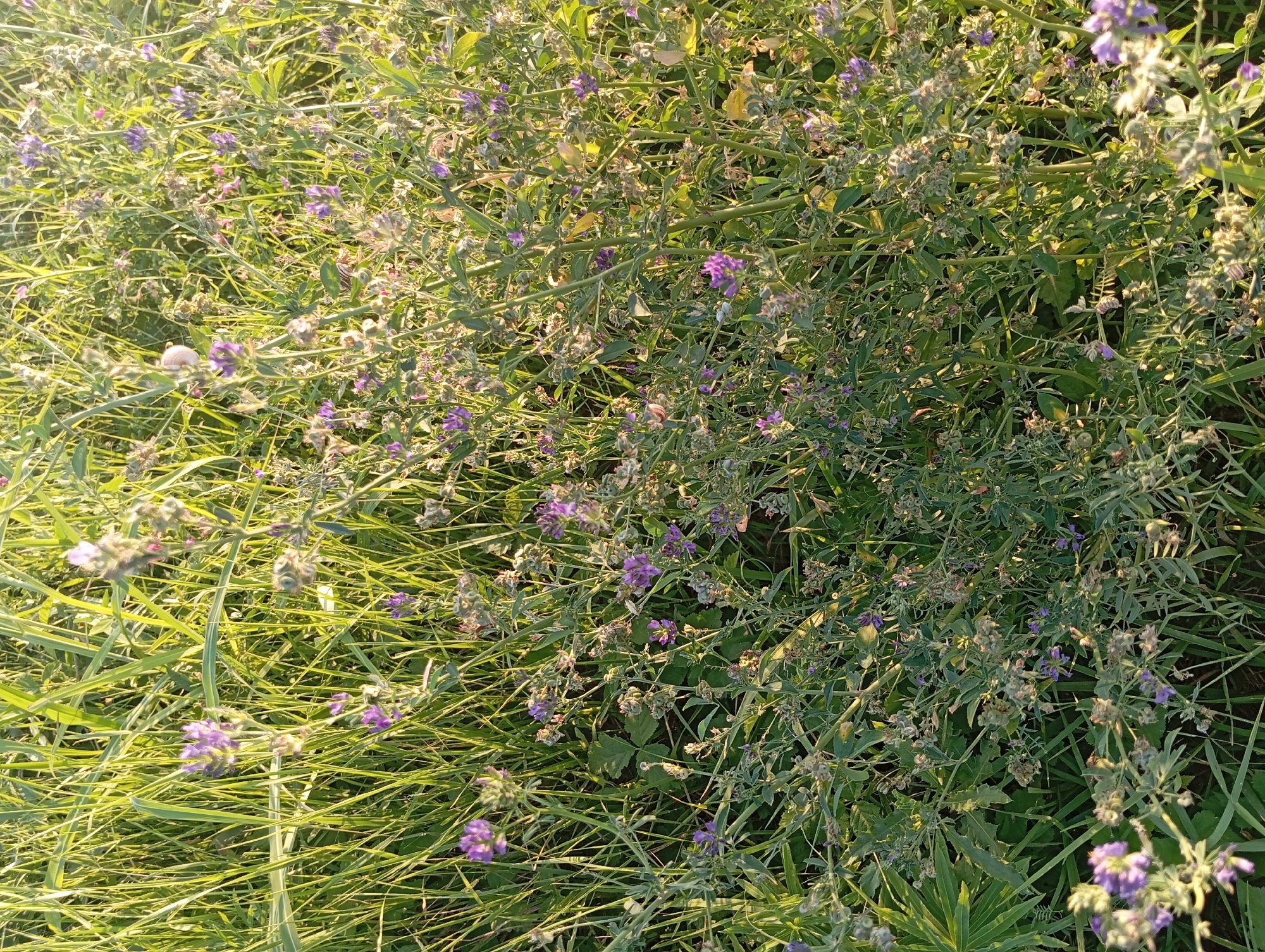 The image displays a dense field of green grass and small purple wildflowers. The sun is low in the sky, casting a warm glow on the vegetation. The field appears to be located in a rural area, possibly on the outskirts of Şirvanlı, Azerbaijan. There are no people or man-made objects visible in the frame. The focus is on the natural beauty of the wild flowers and grasses.