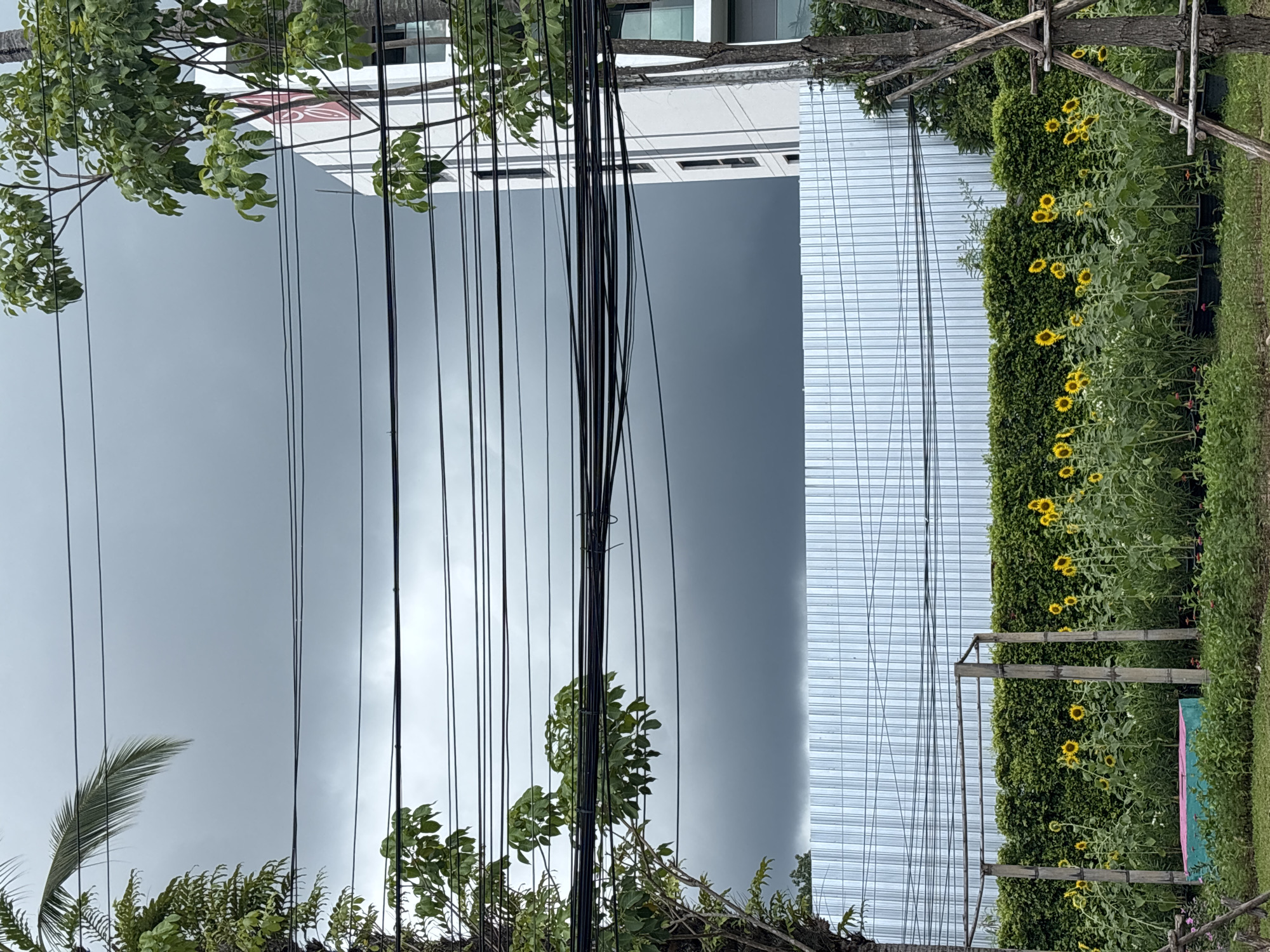 The image, taken in Choeng Thale, Thailand, shows a view of the sky through dense power lines and vegetation. The sky is overcast and gray. In the foreground, there are branches and leaves of various trees, including palm trees and plants with small green leaves. A thick bundle of black power lines bisects the image. To the right, a tall corrugated metal structure with vertical lines can be seen. Beside it, a hedge or shrubbery with sunflowers. Some wooden trellises appear in front of the hedge. A building with a gray facade is visible in the background, partially obscured by the power lines.