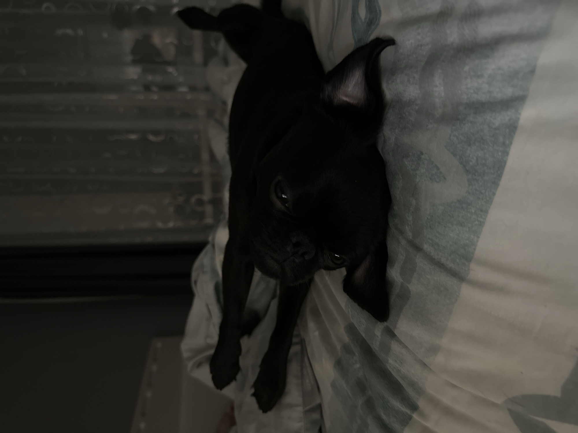 A black pug puppy is lying on a light blue and white patterned blanket. The background is dark, with a textured surface that could be a crib or changing table. The image is oriented such that the dog appears to be lying on its side, with its head tilted upwards and its eyes looking toward the camera.
