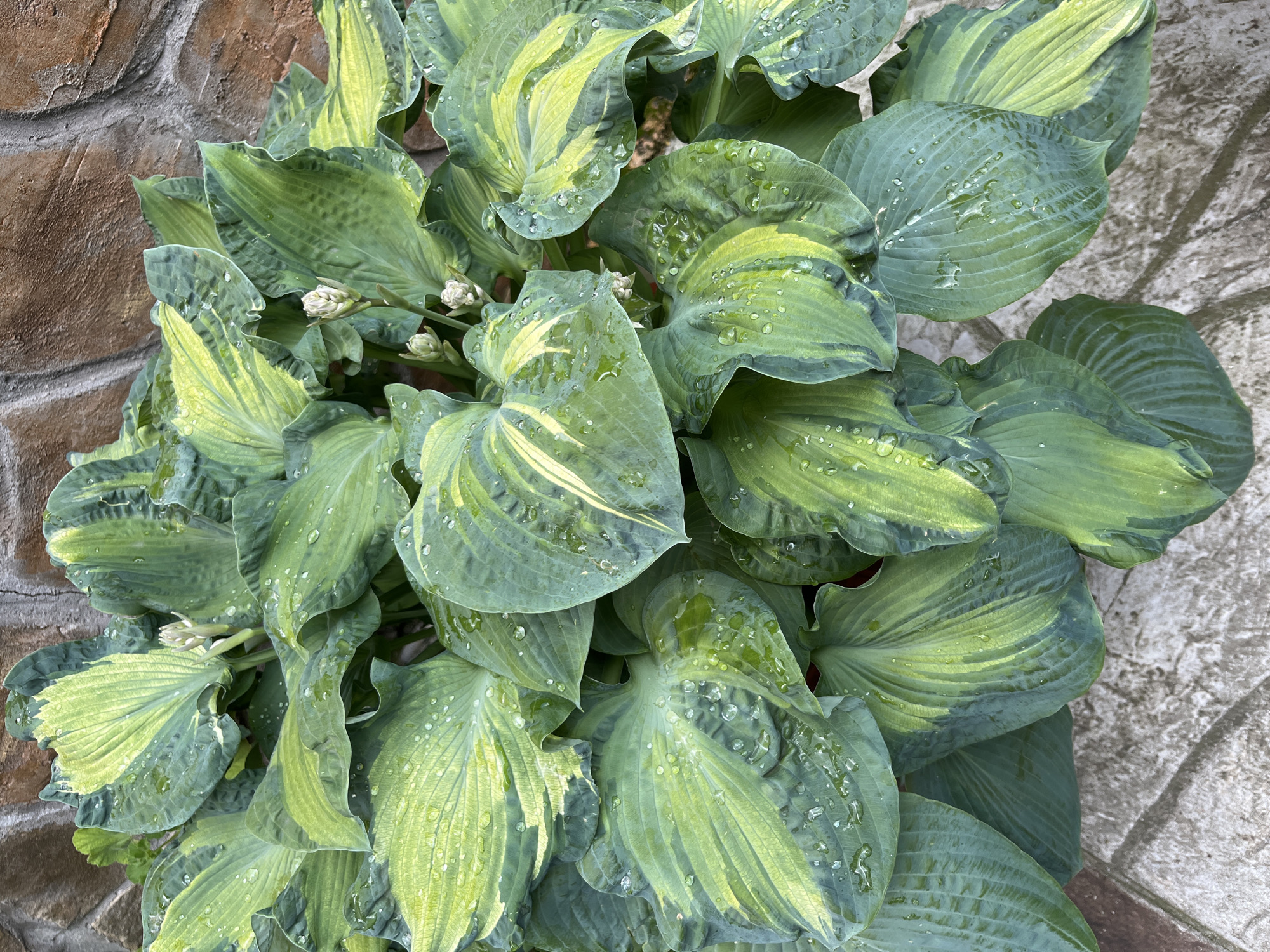 A top-down, medium shot shows a cluster of hosta plants with variegated leaves in shades of dark green and yellow, speckled with numerous water droplets. The leaves are broad, ovate, and possess prominent veins. Some of the leaves have a slightly rippled or puckered texture. Among the foliage, a few pale green flower buds are visible, clustered together. In the background, to the right, is a textured wall constructed from rough-hewn, reddish-brown stones. To the lower left, a portion of a light-colored, paved surface, possibly a walkway or patio, with visible grout lines and some discoloration, is present. The lighting suggests an overcast day, as there are no harsh shadows.