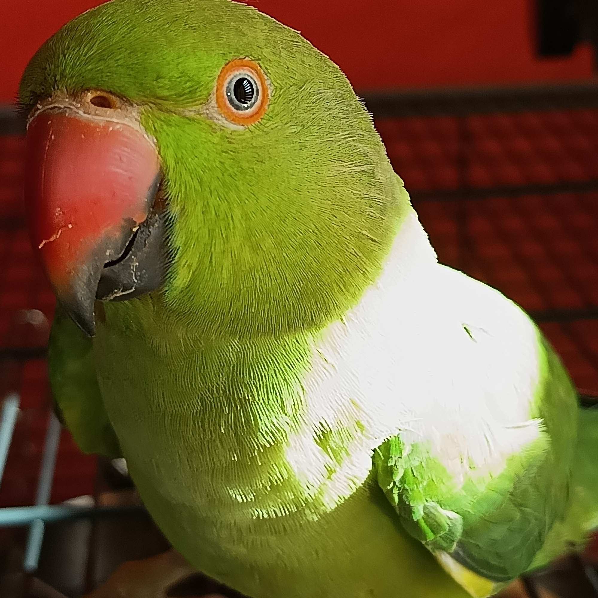 A close-up, medium shot captures a vibrant green parrot with a striking red beak. The parrot is positioned in the foreground, its head tilted slightly to the left, revealing a keen, dark eye with an orange ring. The bird's plumage is a rich green on its head and back, transitioning to white on its chest and underbelly. Subtle hints of yellow are visible at the lower edge of the frame. The background is a blurred, deep red, possibly indicating a wall or fabric, with darker, out-of-focus horizontal lines suggesting a cage or grate. The lighting highlights the texture of the parrot's feathers. The image does not depict any identifiable landmarks or features of the city of Cheb, Czechia, nor does it provide information about the parrot's location within the city.