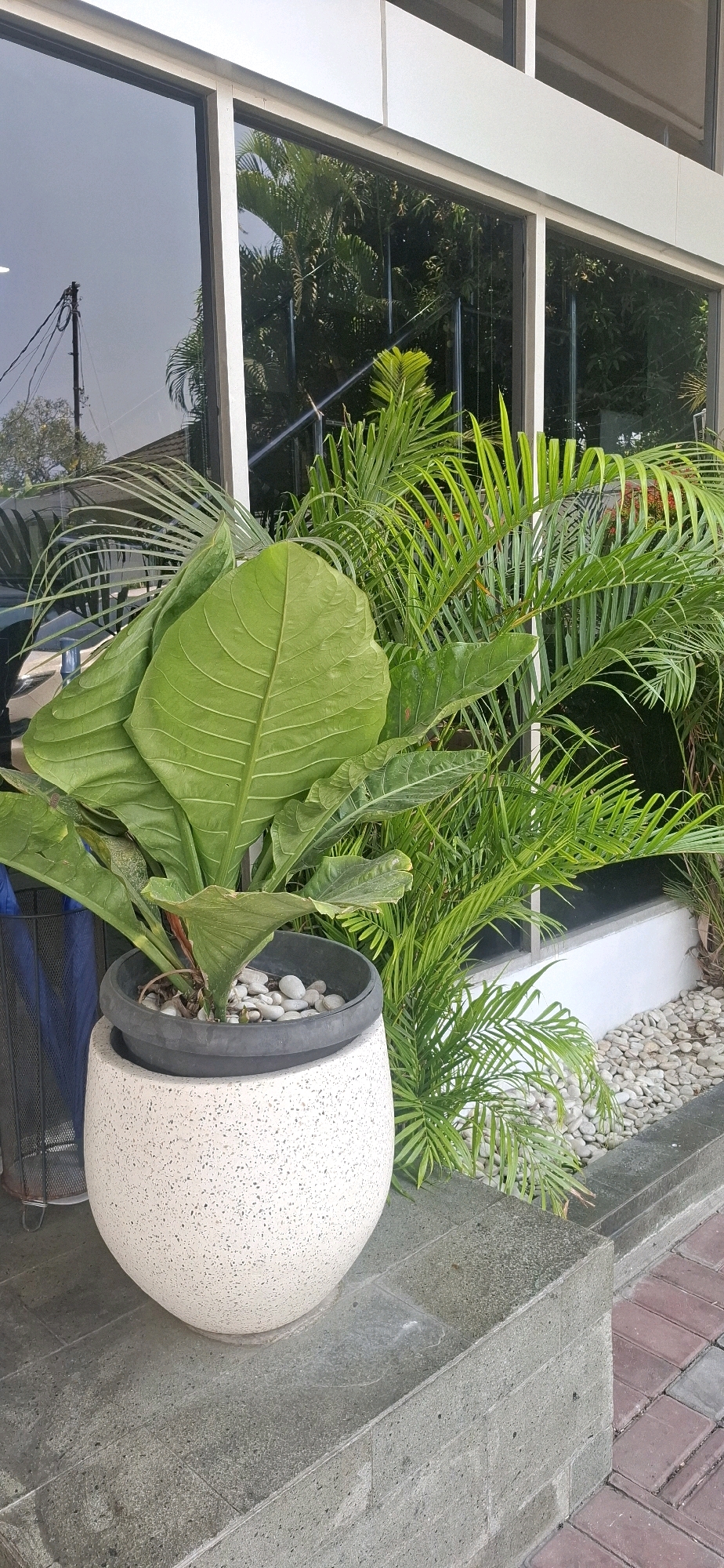 An outdoor close-up of a large potted plant is shown in front of a modern building with large windows. The plant has enormous, broad, deep green leaves with prominent veins, some of which are curled. It is housed in a speckled, light-colored, egg-shaped pot, which sits atop a dark, circular planter. The planter is filled with small white pebbles. Behind the main plant, feathery, bright green palm fronds create a lush backdrop. The building's windows reflect the sky, trees, and electrical poles, suggesting an urban setting. The ground is paved with stone slabs and red bricks. The overall impression is one of a well-maintained outdoor space, possibly a commercial or public area in Surakarta, Indonesia, given the architectural style and lush tropical vegetation.