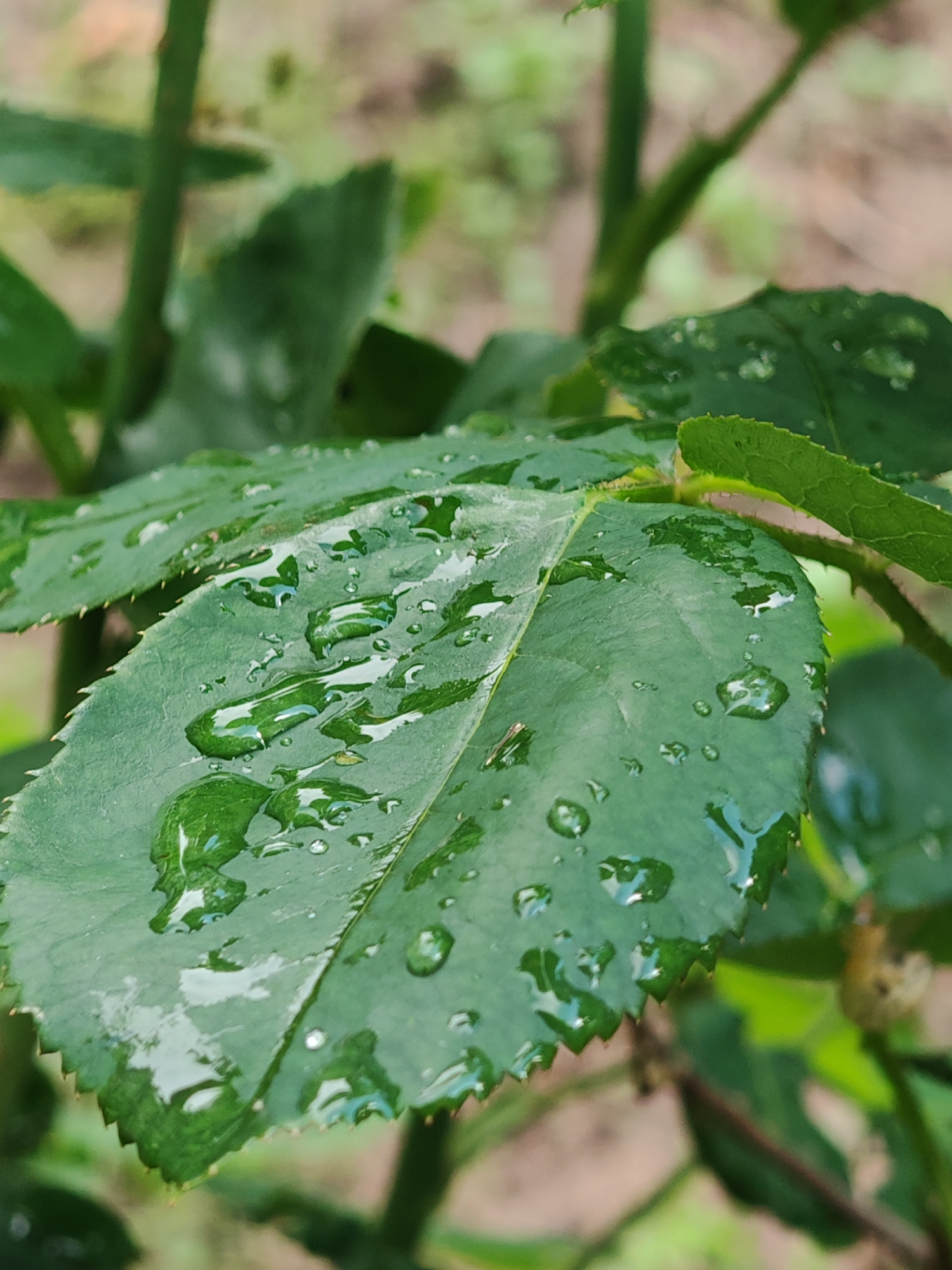 A close-up view depicts a single, prominent, dark green leaf, observed in Tsarev Brod, Bulgaria. The leaf is covered with numerous clear water droplets of varying sizes, which reflect ambient light, creating bright highlights. Its edges are distinctly serrated. Visible leaf veins run across its surface. A tiny, dark, insect-like speck or debris is present on the leaf's surface, slightly right of the central vein. The background is heavily blurred, displaying out-of-focus green foliage and muted brownish-beige tones, indicating a natural, outdoor environment. A thin, out-of-focus green stem or branch is also discernible in the upper background. No people or discernible actions are depicted. The scene suggests a recent rainfall or morning dew.
