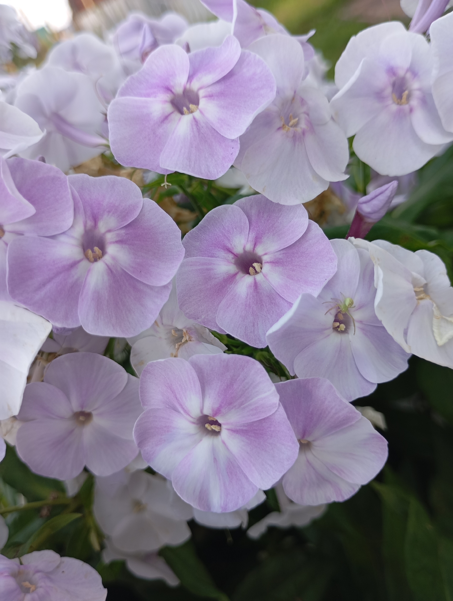 A close-up, eye-level, vertical, outdoor shot captures a cluster of light purple and white phlox flowers. The flowers are in various stages of bloom, with some fully open and others still in bud. The petals are delicate and have a slight translucence, with darker purple veins radiating from the center. The centers of the open flowers are a pale yellow. In the center of one of the open flowers, a small, light green spider is visible. The background is a blur of green foliage and some indistinct, lighter colored shapes that might be other flowers or a building. The lighting is natural and appears to be daylight. The image is sharp and clear, focusing on the details of the flowers and the spider. The scene is set in the city of Fokino, Russia.