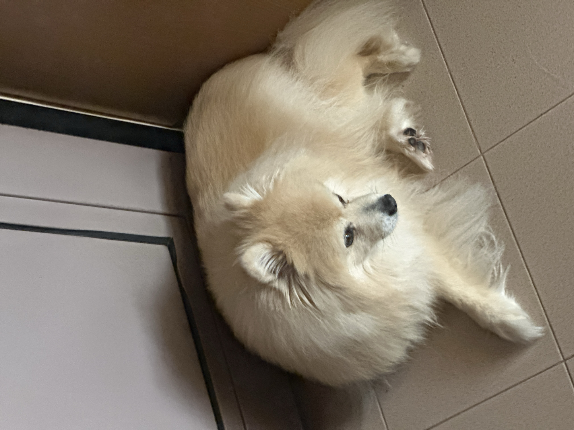 A light-colored, fluffy dog is lying down on a tiled floor in an indoor environment. The dog is facing to the right, with its head turned slightly downwards and to the left. The dog's fur is a cream or pale yellow color, and it has a bushy tail that is curled around its body. The floor is tiled with large, square, beige tiles. To the left of the dog is a partially visible white surface with a dark vertical line, suggesting a wall or door. To the right and behind the dog is a brown surface, possibly another wall or piece of furniture. The lighting appears to be natural or artificial, casting some shadows on the floor. There are no people or other animals visible in the image.