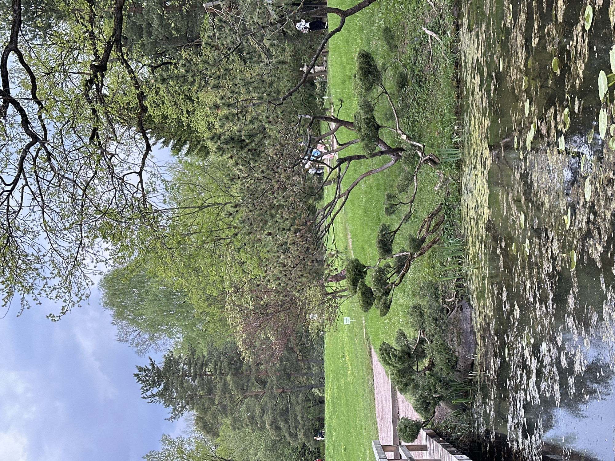 The image depicts a park-like scene with a body of water, possibly a pond or lake, to the right. The water is covered with algae and has lily pads. A wooden walkway or platform is visible in the foreground. Lush green vegetation surrounds the water, including trees and grass. A pathway leads through the greenery. People can be seen in the background, some sitting or standing near benches. The scene suggests a tranquil outdoor setting. Given the request for location details, the scene is likely taken in the Japanese Garden, Moscow Botanical Garden of Academy of Sciences, Moscow, Russia.