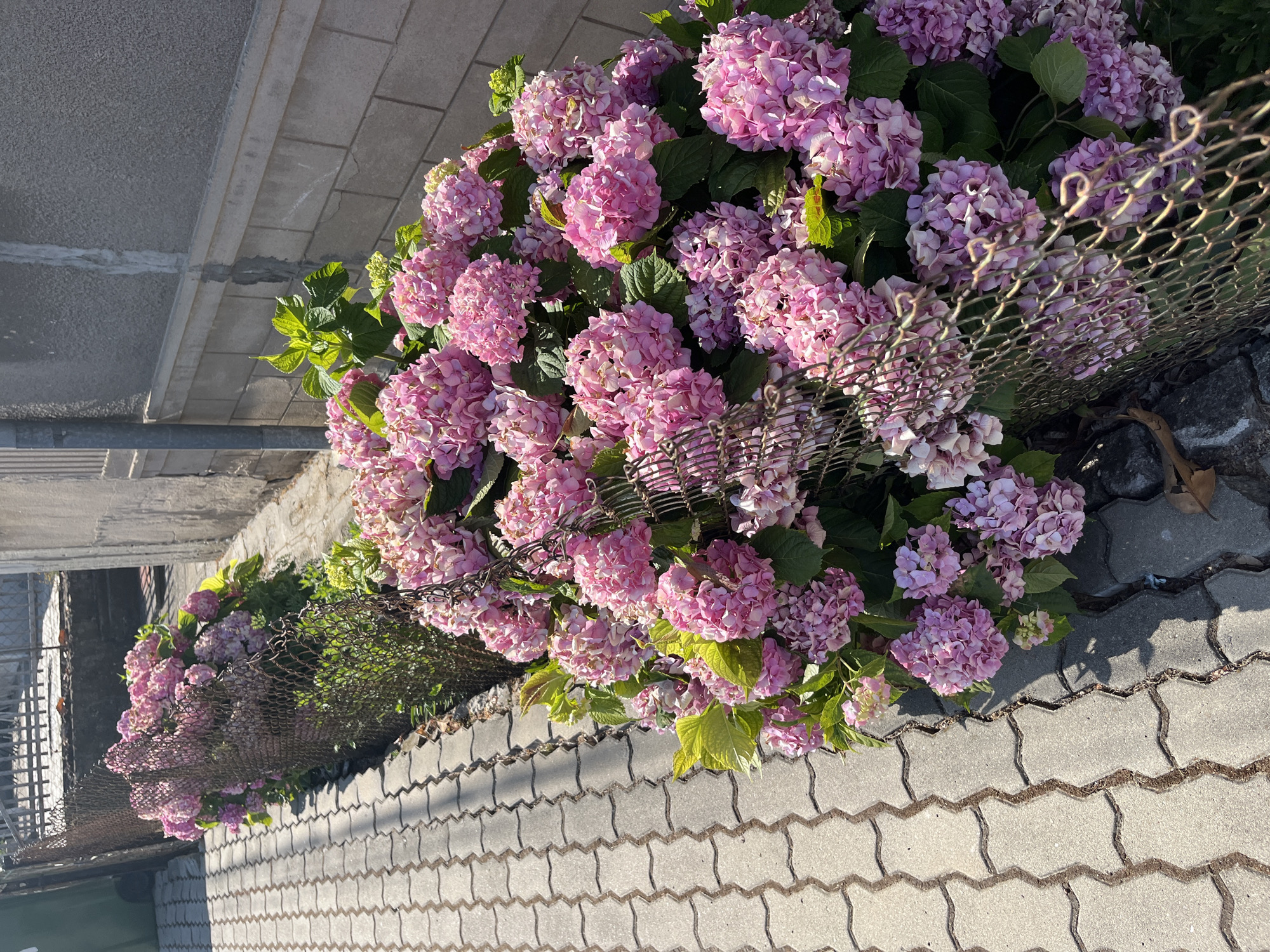 The image shows a pathway made of interlocking grey concrete pavers next to a fence. Behind the fence, there are numerous pink and purple hydrangeas in full bloom, with vibrant green leaves. The hydrangeas are densely packed and appear to be growing along the fence line. To the right of the hydrangeas, there is a rough concrete wall. The scene is outdoors, suggesting a garden or a residential area. The lighting indicates it is daytime with sunlight casting shadows. There are no people or animals visible in the image. The overall impression is one of abundant floral growth against a neutral urban backdrop. This scene is located in Obzor, Bulgaria.