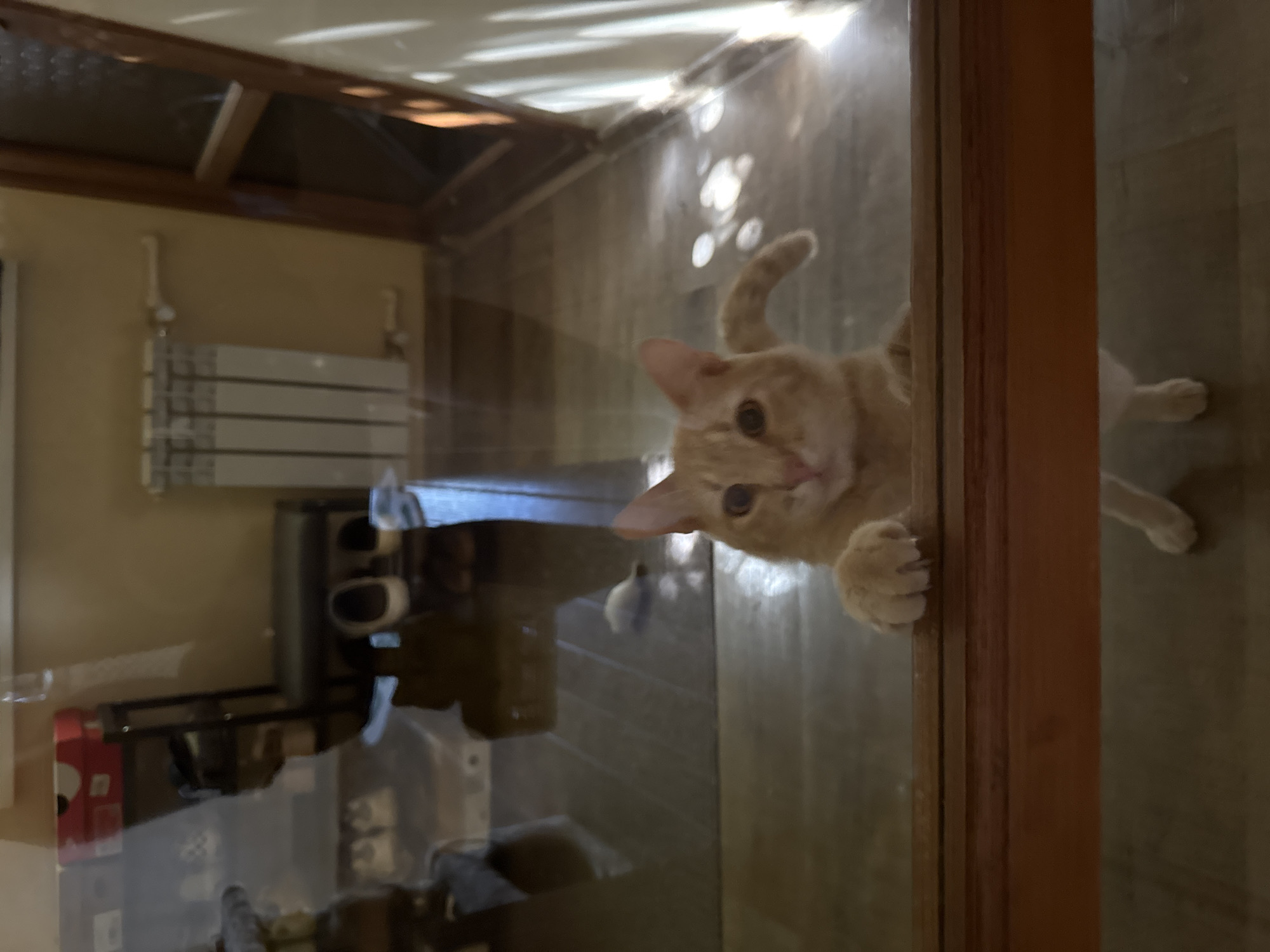 A ginger cat with white paws and chest is shown from the chest up, peering through what appears to be a glass surface, possibly a door or window. The cat's front paws are resting on a wooden frame, and its body is slightly blurred, suggesting it is in motion or the image is taken through a reflective surface. The cat has large, expressive eyes and a light pink nose. In the background, reflections show an interior setting with a radiator, a shoe rack with shoes, and boxes. Sunlight streams in from the right, casting striped shadows on the floor and wall. The overall impression is that of a curious pet looking into a room. The location in Yeysk, Russia, is not visually identifiable from the image.