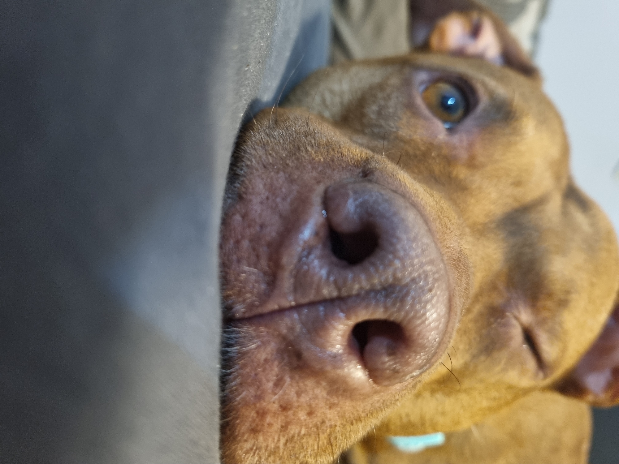 A close-up, slightly rotated image shows a brown dog with a large, wet nose pressed against a gray object, likely a cushion or piece of furniture. One of the dog's brown eyes is visible, and the fur is short and smooth. A small portion of what appears to be a teal collar is visible. The background is out of focus. The location is unknown.