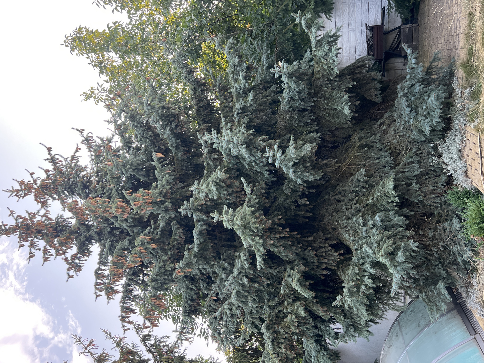 An outdoor shot captures a large, blue spruce tree with numerous cones hanging from its branches. The tree is dense and full, with its needles a striking blue-green color. Behind the spruce, other trees with greener foliage are visible, along with a white brick wall and a portion of a building. In the foreground, a light-colored paved walkway leads away from the viewer, with some dry grass and low-lying plants growing at the edge. A curved, transparent structure, possibly a pool cover, is partially visible on the left side of the image. The sky above is a pale blue with a few wispy white clouds. The scene appears to be a residential outdoor area in Fontanka, Ukraine.