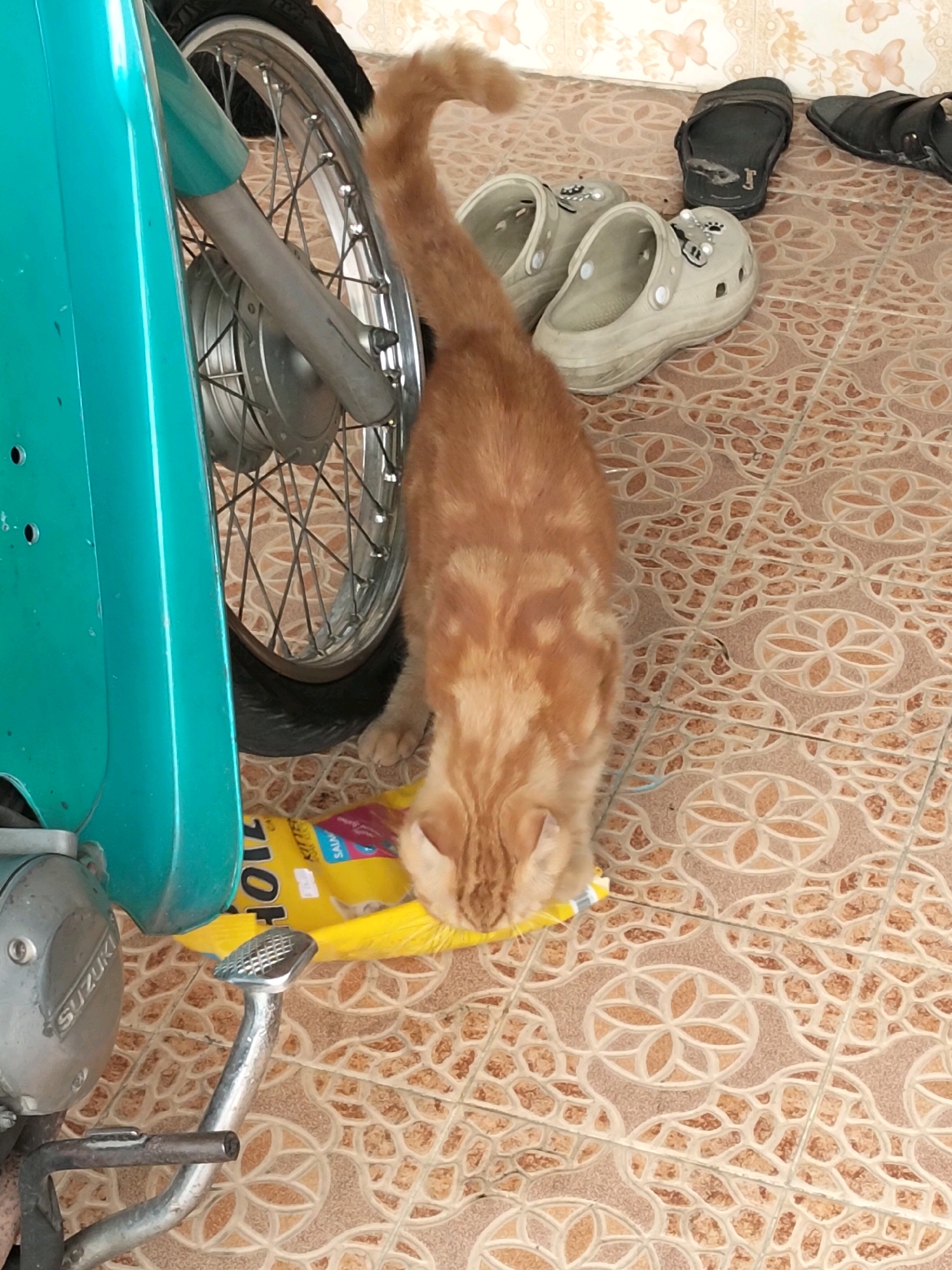 An orange tabby cat is sniffing a yellow packet on a patterned tiled floor. To the left of the cat is the rear wheel and part of the teal-colored body of a motorcycle. The motorcycle has the brand name "SUZUKI" visible on its engine. In the background, there are two pairs of sandals, one black and one light-colored. The scene appears to be outdoors, possibly on a porch or patio.