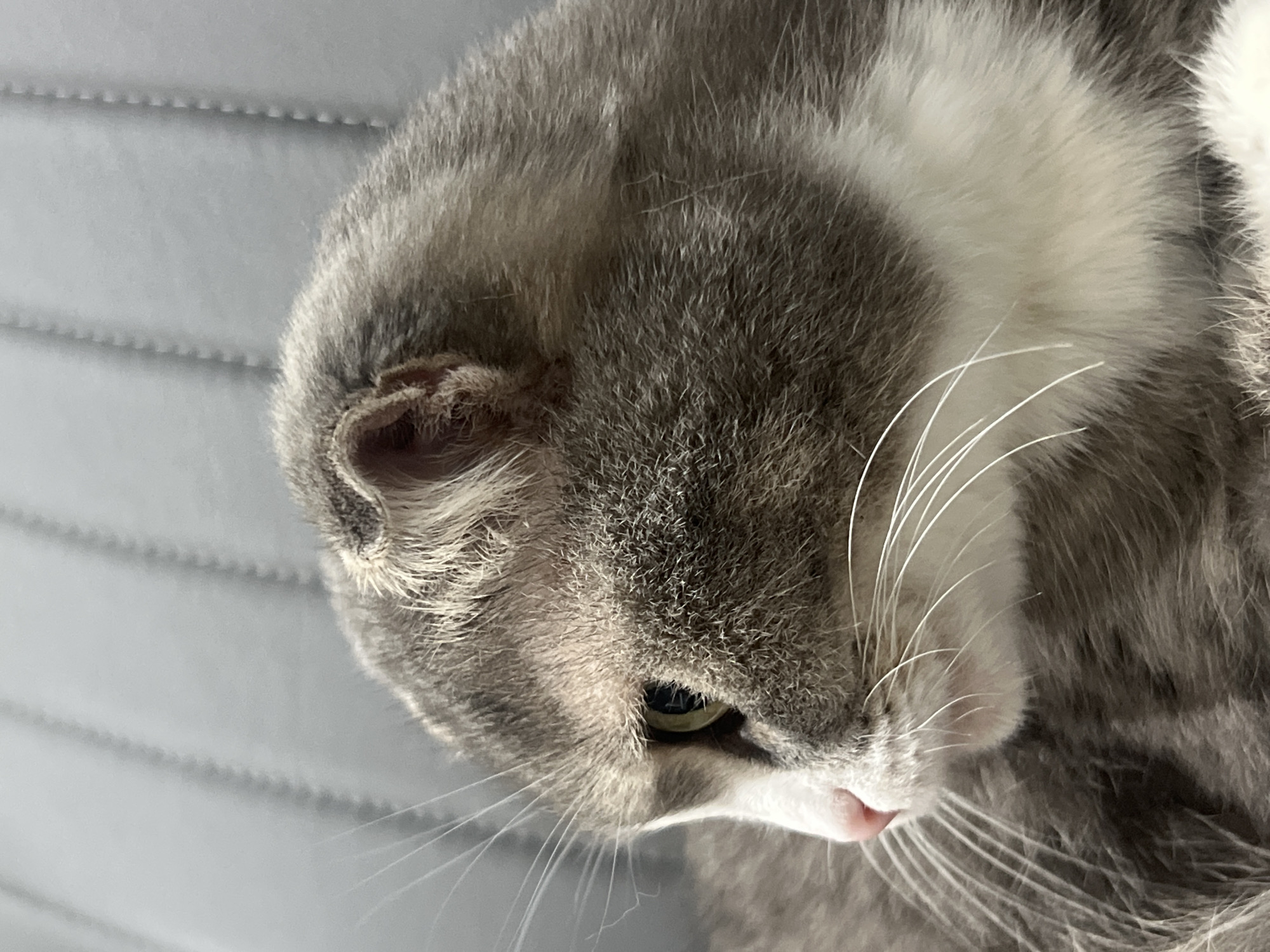 This is a close-up, overhead shot of a gray and white Scottish Fold cat's face. The cat is lying down on a light gray, textured surface that appears to be a blanket or bedspread, with a pattern of subtle horizontal lines. The cat's head is tilted, and its ear is visible, slightly folded. Its fur is a mix of gray and white, with distinct tabby markings on the gray areas. The cat's right eye, a striking green or yellow color, is partially visible, looking downwards. Long, white whiskers fan out from its muzzle. A small pink nose and a hint of its tongue sticking out suggest the cat might be grooming or licking itself. The lighting appears to be natural, casting soft shadows and highlighting the texture of the cat's fur and the background surface. The image is sharp, focusing on the details of the cat's face. There is no visible text in the image. The context of Choeng Thale, Thailand, suggests this photo was likely taken indoors on a warm day.