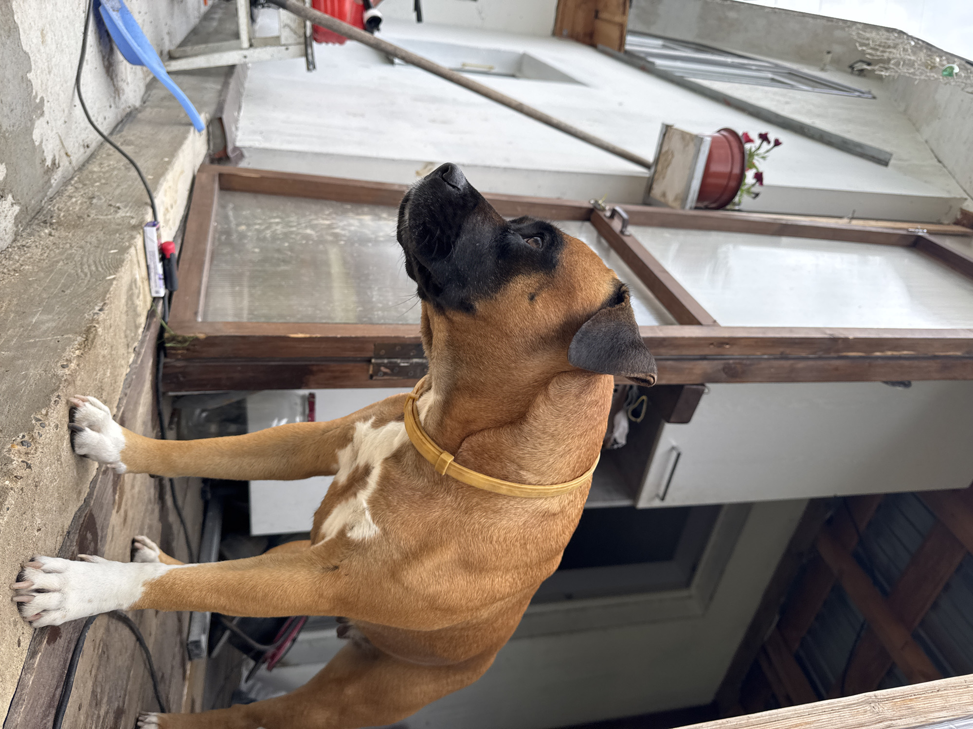 An adult, tan Boxer-mix dog with white markings on its chest and paws stands on a concrete step outside a structure with a wooden door frame and window. The dog is wearing a yellow collar and is looking to the left of the frame. To the left of the dog, a blue dustpan and a black cable are visible on the ground. Behind the dog, the structure appears to be a house or shed with a corrugated metal roof. The environment is outdoors, with a slightly overcast sky. The image was taken at a low angle, looking up at the dog. The location is the city of Chaikovsky, Russia.