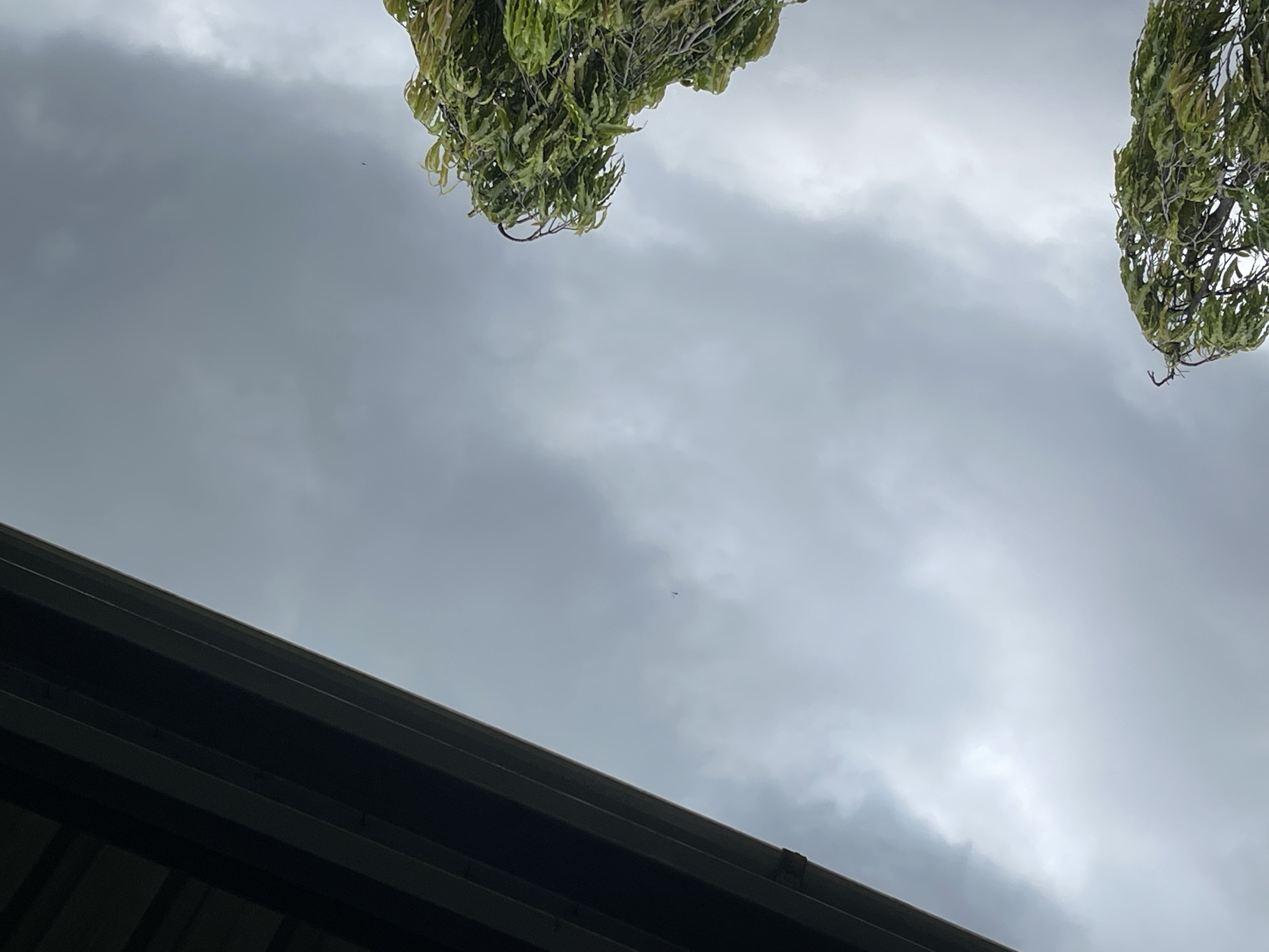 An upward-looking photograph captures an overcast sky, partially framed by green foliage and a dark building structure, set in Dar es-Salaam, Tanzania. The sky dominates the central and upper parts of the image, appearing largely grey and cloudy with varying tones, suggesting a heavily overcast day.
Two clusters of dense, green leaves and branches from trees are visible, one in the upper-left corner and another in the upper-right corner of the frame. The foliage appears lush and healthy against the muted sky.
Across the bottom of the image, a dark, angled architectural element, likely a roofline or gutter system, cuts diagonally from the bottom-left to the bottom-right. Its dark, linear form contrasts sharply with the lighter sky above.
Within the expanse of the sky, two small objects are subtly visible. A tiny, dark, oblong speck, possibly a bird or insect, is located in the upper-middle section. Further to the upper-right, a faint, light-colored, somewhat triangular shape, potentially a distant aircraft or drone, can also be discerned amidst the clouds.
The image conveys a sense of a quiet, cloudy day. There is no visible text.