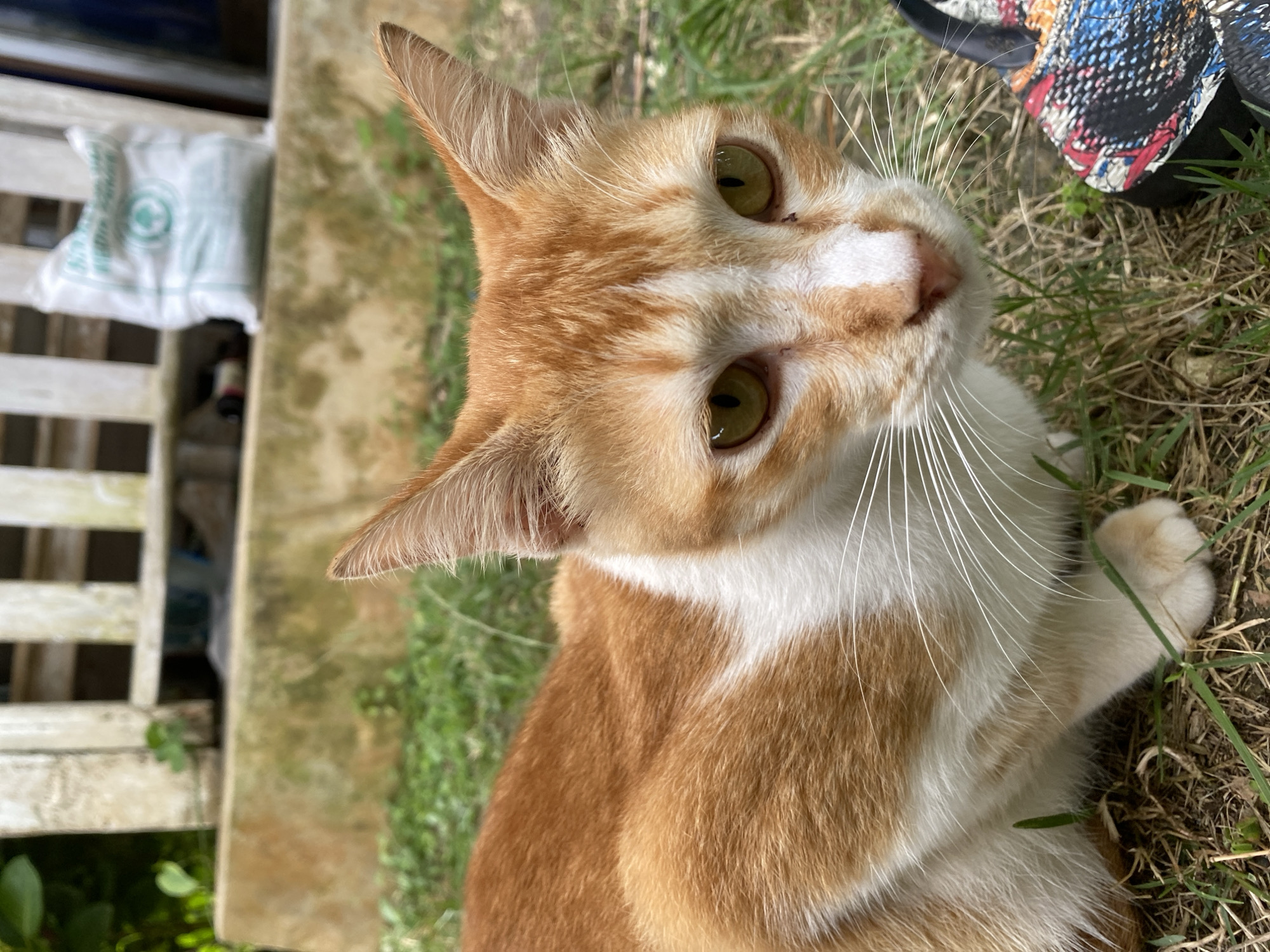 An orange and white cat sits on grass in a garden. The cat's fur is short and appears to be in good condition. The cat's eyes are a light green color and are looking forward. In the background, there is a white fence and a concrete wall. A white bag with green writing is visible in the background. There is also a black flip-flop with a colorful design next to the cat. The scene is likely outdoors in a residential area.
