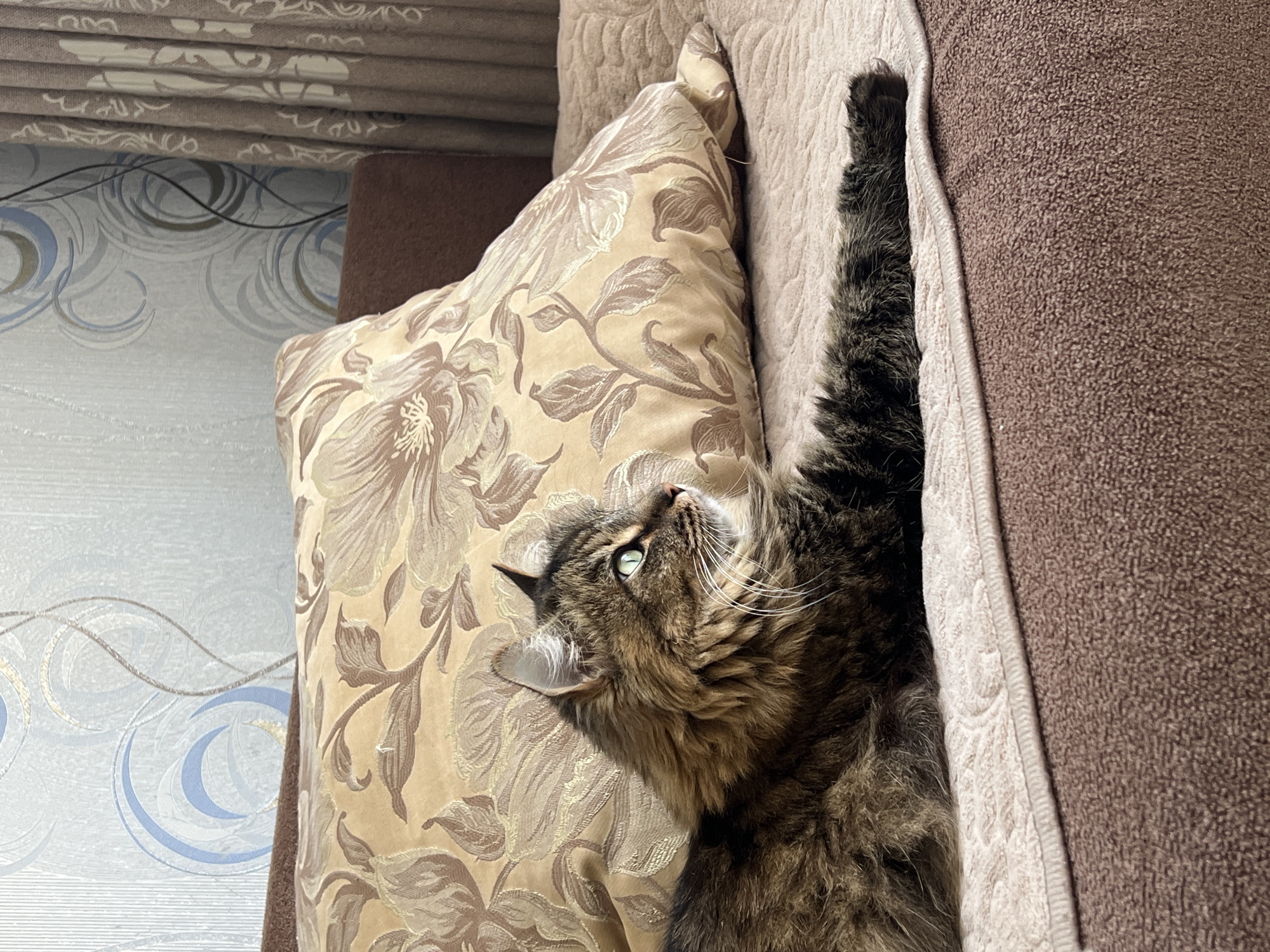 A medium-length furred, brown tabby cat with green eyes is lying on a sofa in Chaikovsky, Russia. The cat is oriented lengthwise, with its head resting on a beige pillow decorated with brown floral designs and its body extending towards the brown sofa arm. One front paw is visible extending upward from the side of the sofa arm. In the background is wallpaper with a repeating blue and white swirl pattern, and above that is a dark brown fabric.