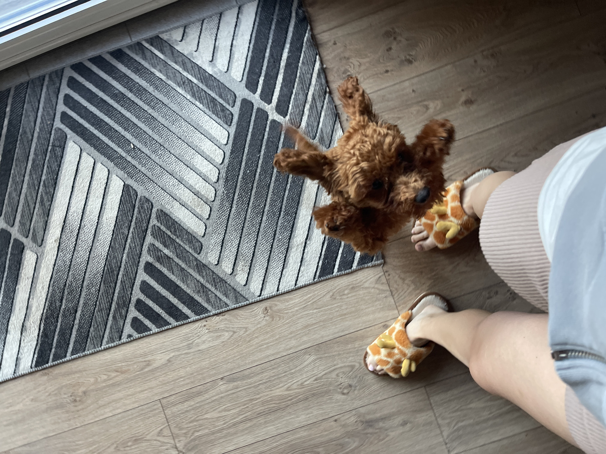 In Sofia, Bulgaria, a person is standing on a wooden floor wearing novelty giraffe-patterned slippers. Their legs are visible from the knee down, and they are wearing light-colored shorts or a skirt. Next to them, a small, fluffy, reddish-brown dog is in mid-air, appearing to jump or play. The dog's paws are extended, and its body is blurred due to motion. A geometric-patterned rug with gray and white stripes is partially visible to the right of the person's feet. The lighting suggests an indoor setting, possibly a living space or hallway, near a doorway or window.