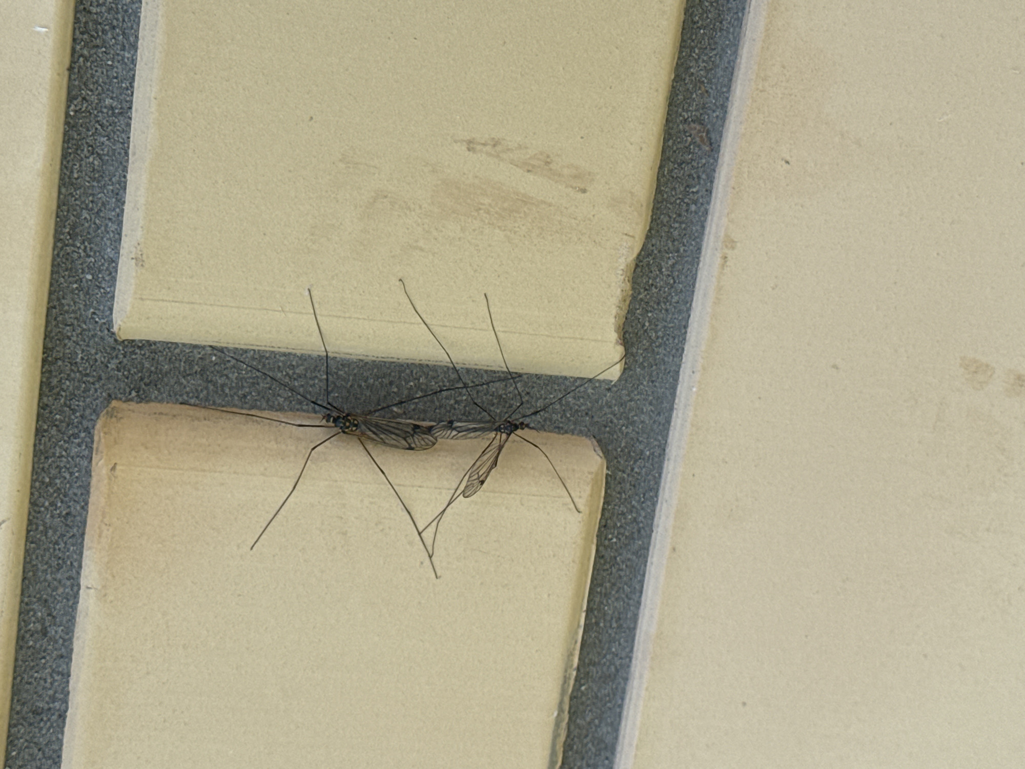 Two crane flies are resting on a pale yellow surface, divided by a gray grid. The background is also pale yellow. The exact location in the city of Ферма, Russia, is not discernible from the image.