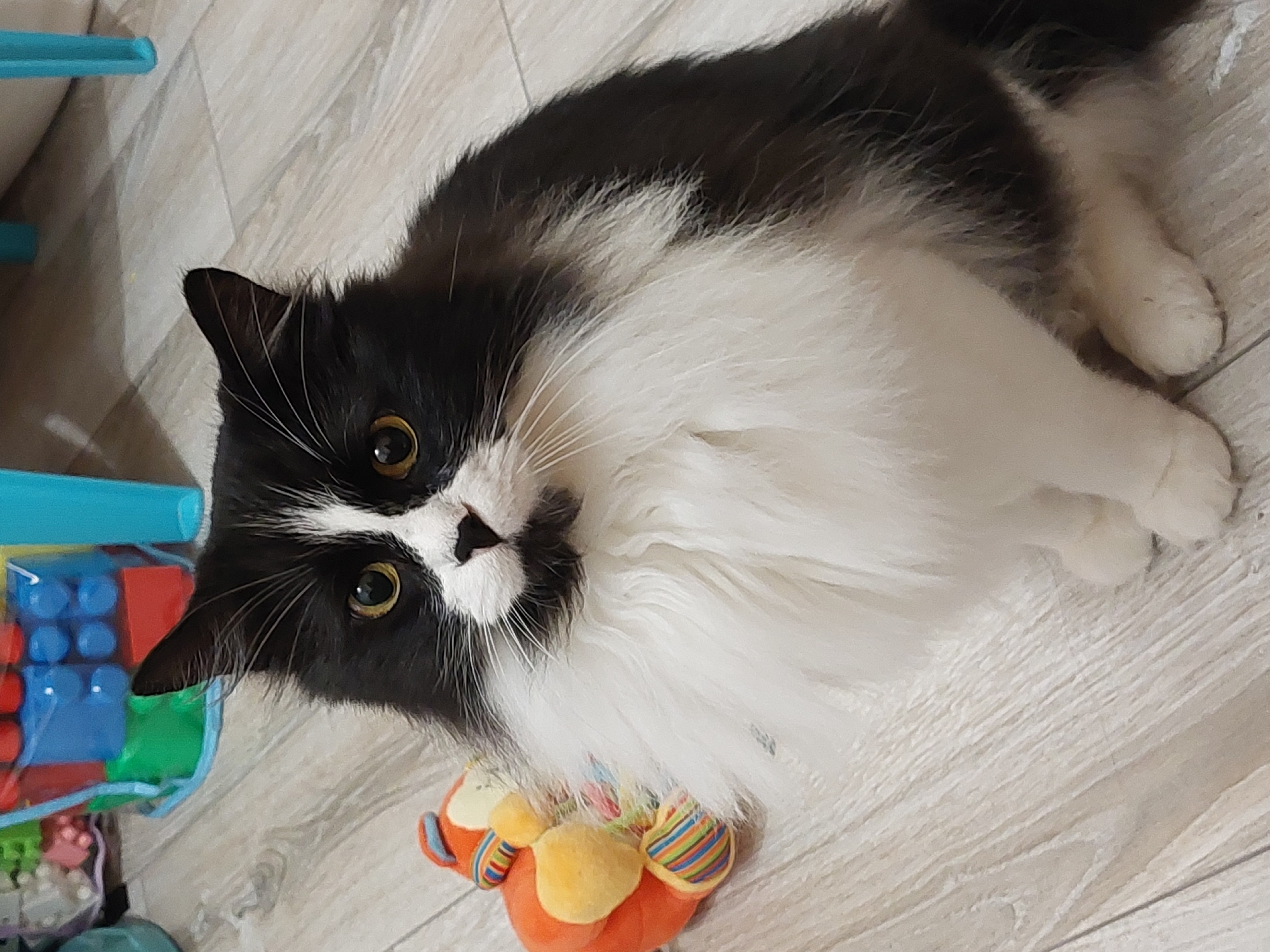 A black and white long-haired cat with yellow eyes is sitting on a light-colored wooden floor. The cat has a fluffy white bib and paws. To the left of the cat is a small, orange plush toy with colorful stripes. In the background, out of focus, are children's toys, including building blocks. The scene appears to be indoors. This image does not contain any information or context that would allow for its localization in the city of Plovdiv, Bulgaria.